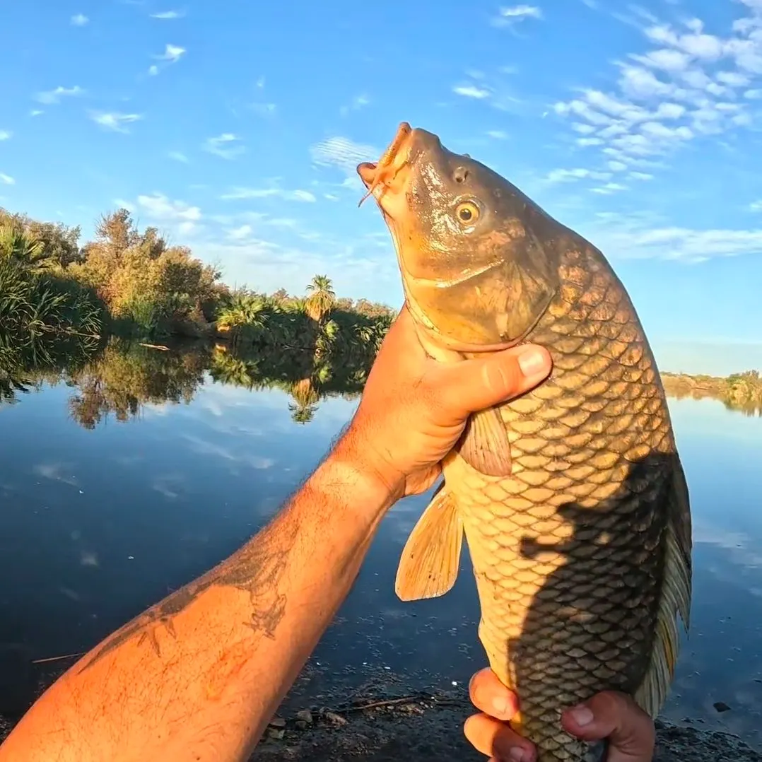 Common carp caught on Fishbrain