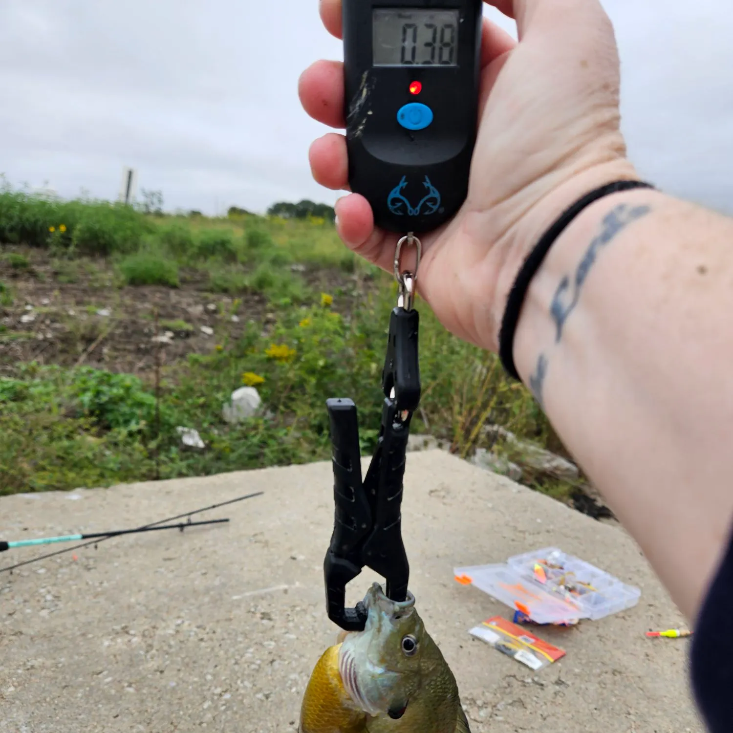 Bluegill caught on Fishbrain