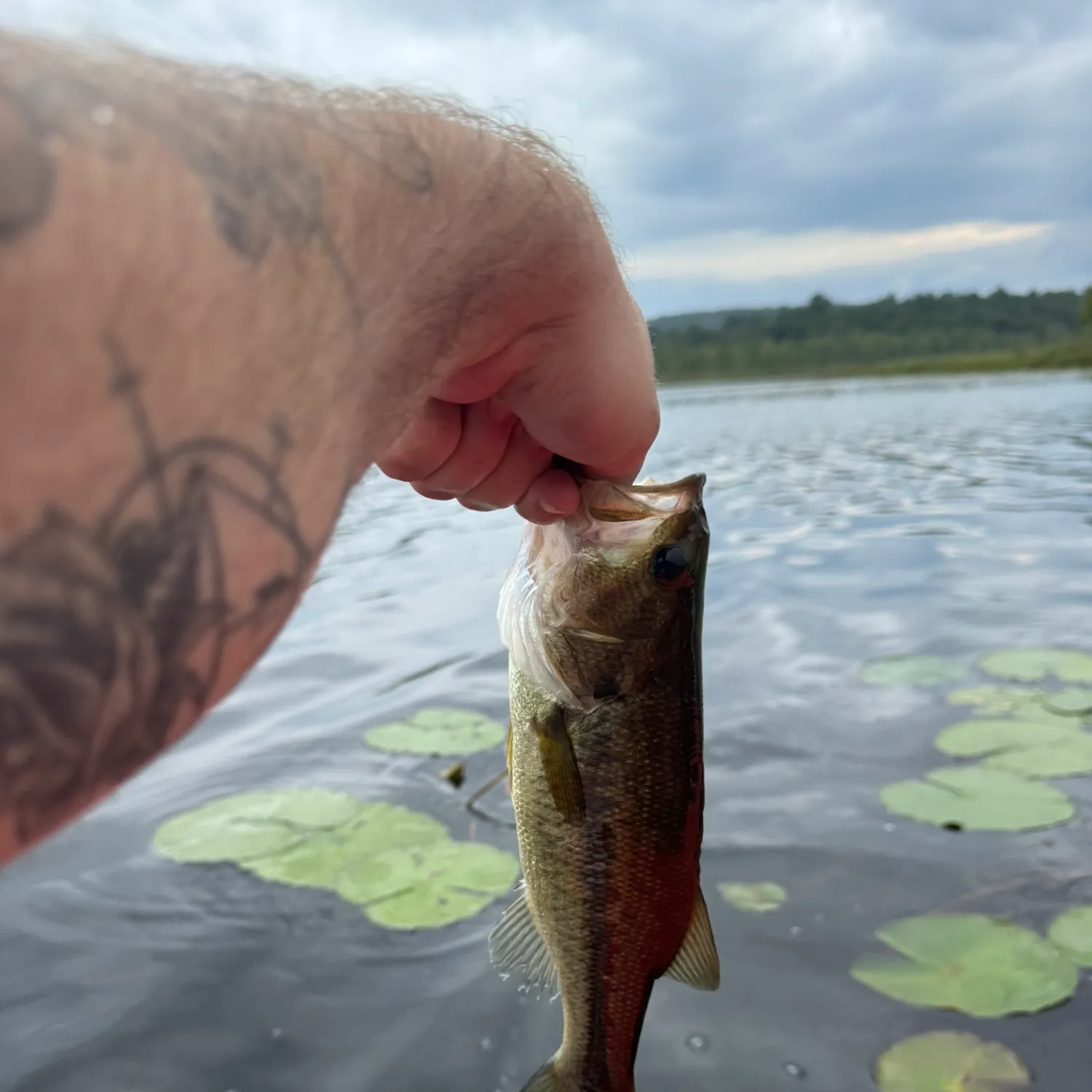 Largemouth bass caught on Fishbrain