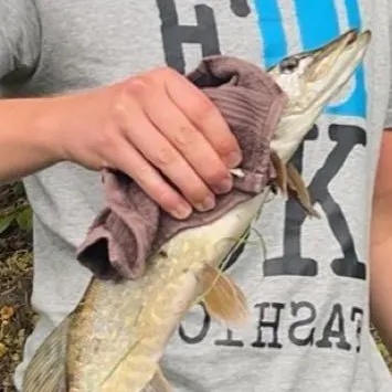 Northern pike caught on Fishbrain