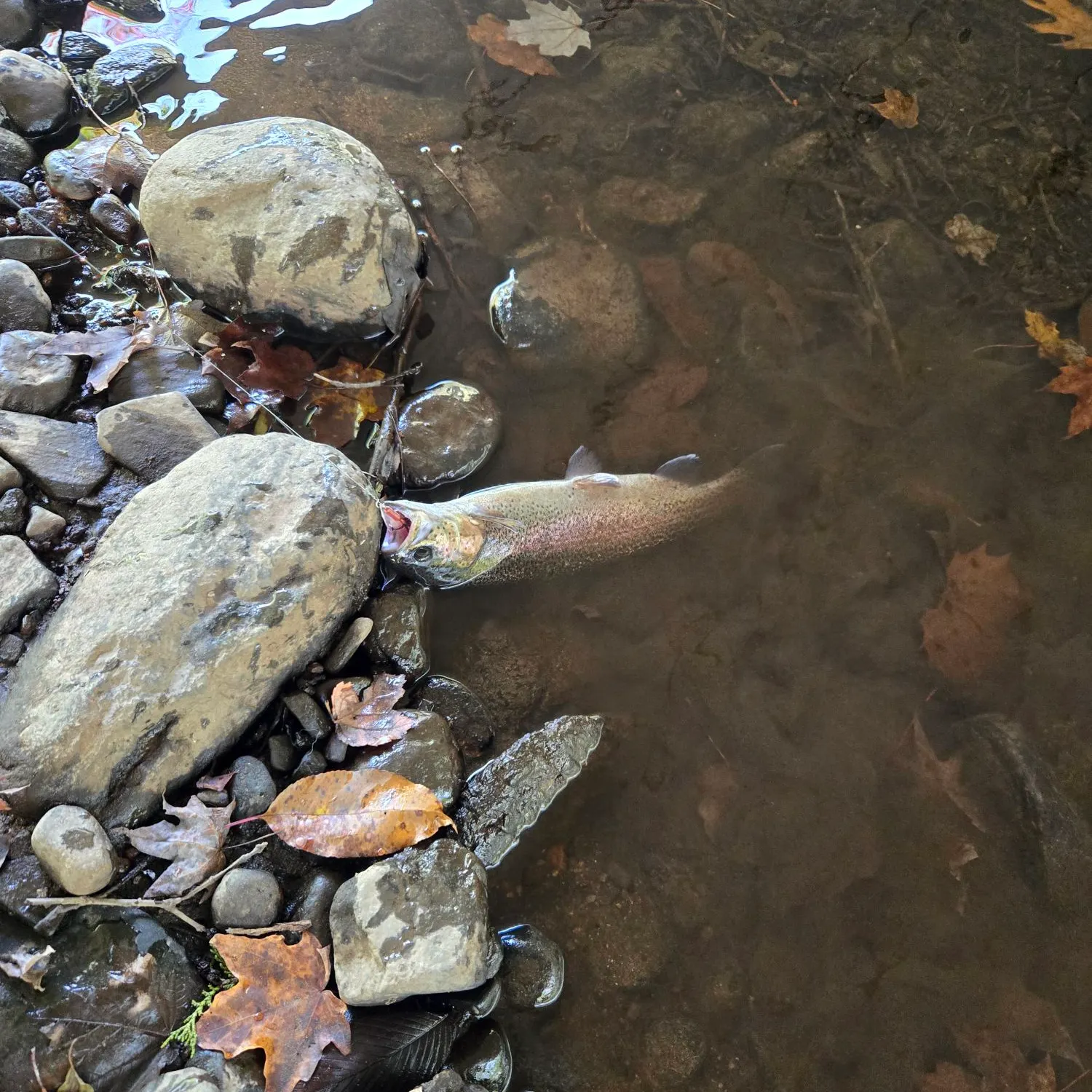 Rainbow trout caught on Fishbrain