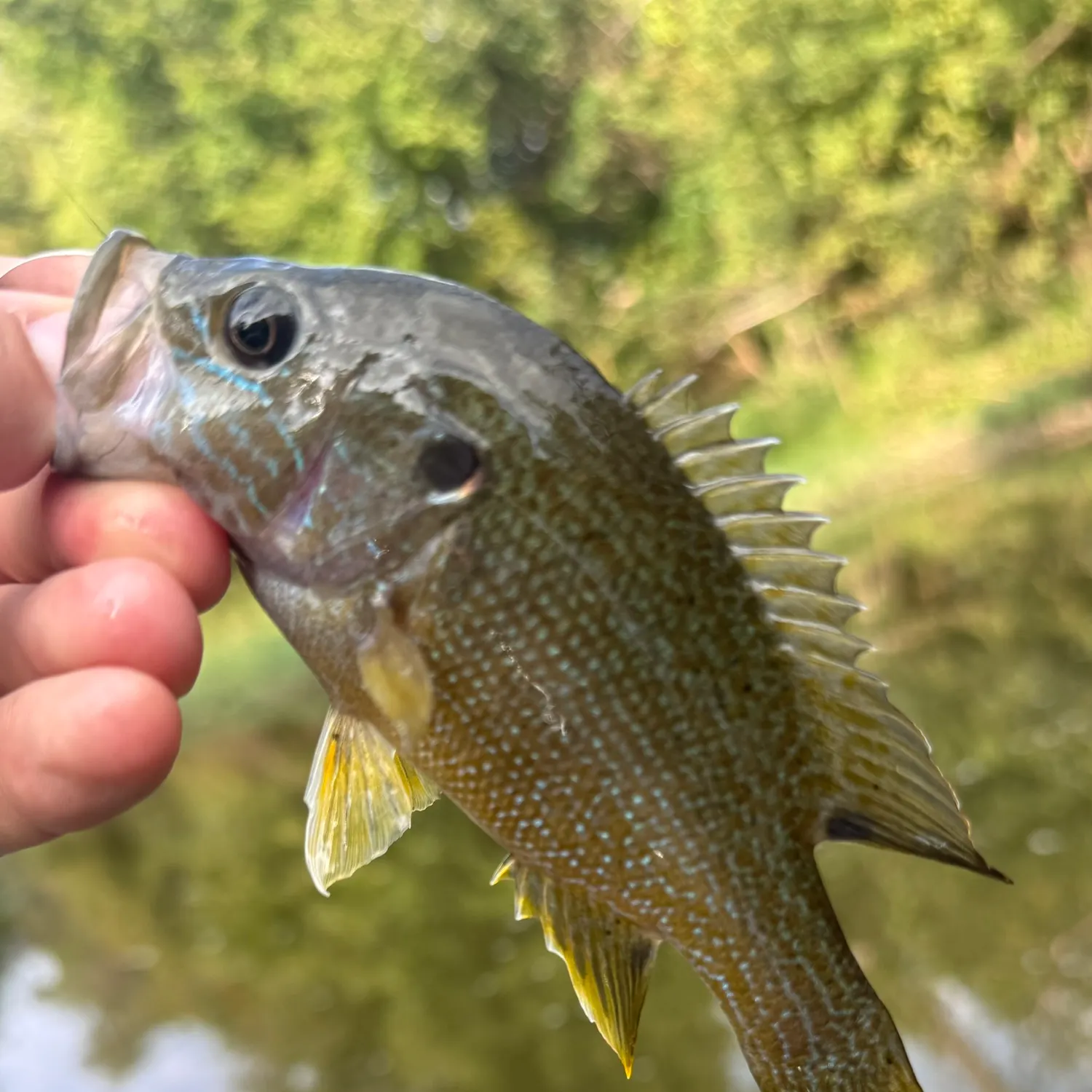 Green sunfish caught on Fishbrain
