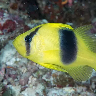 The most recent Barred soapfish catches on Fishbrain
