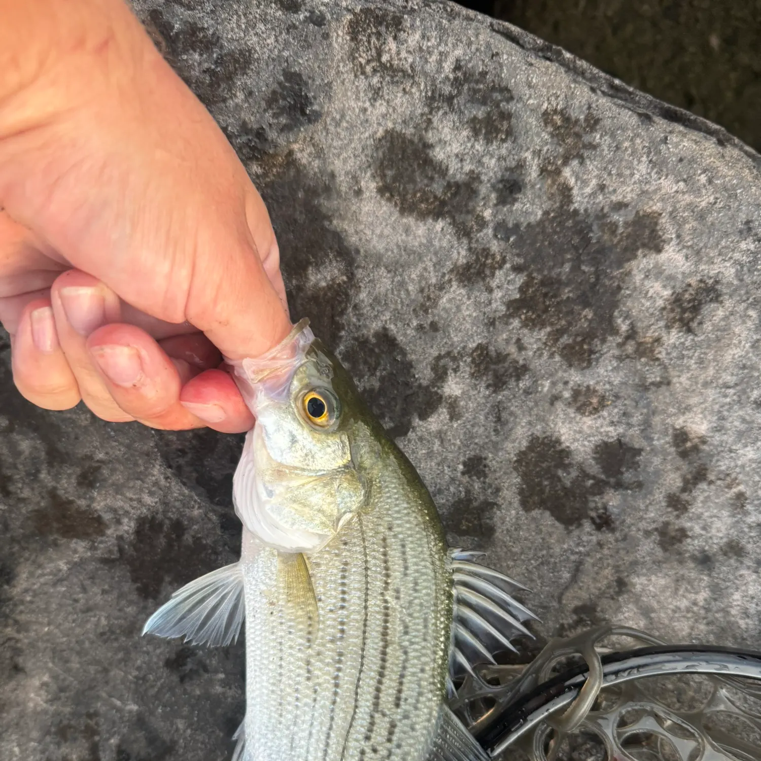 White bass caught on Fishbrain