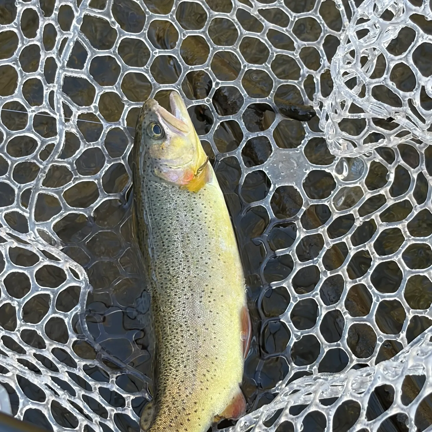 Cutthroat trout caught on Fishbrain