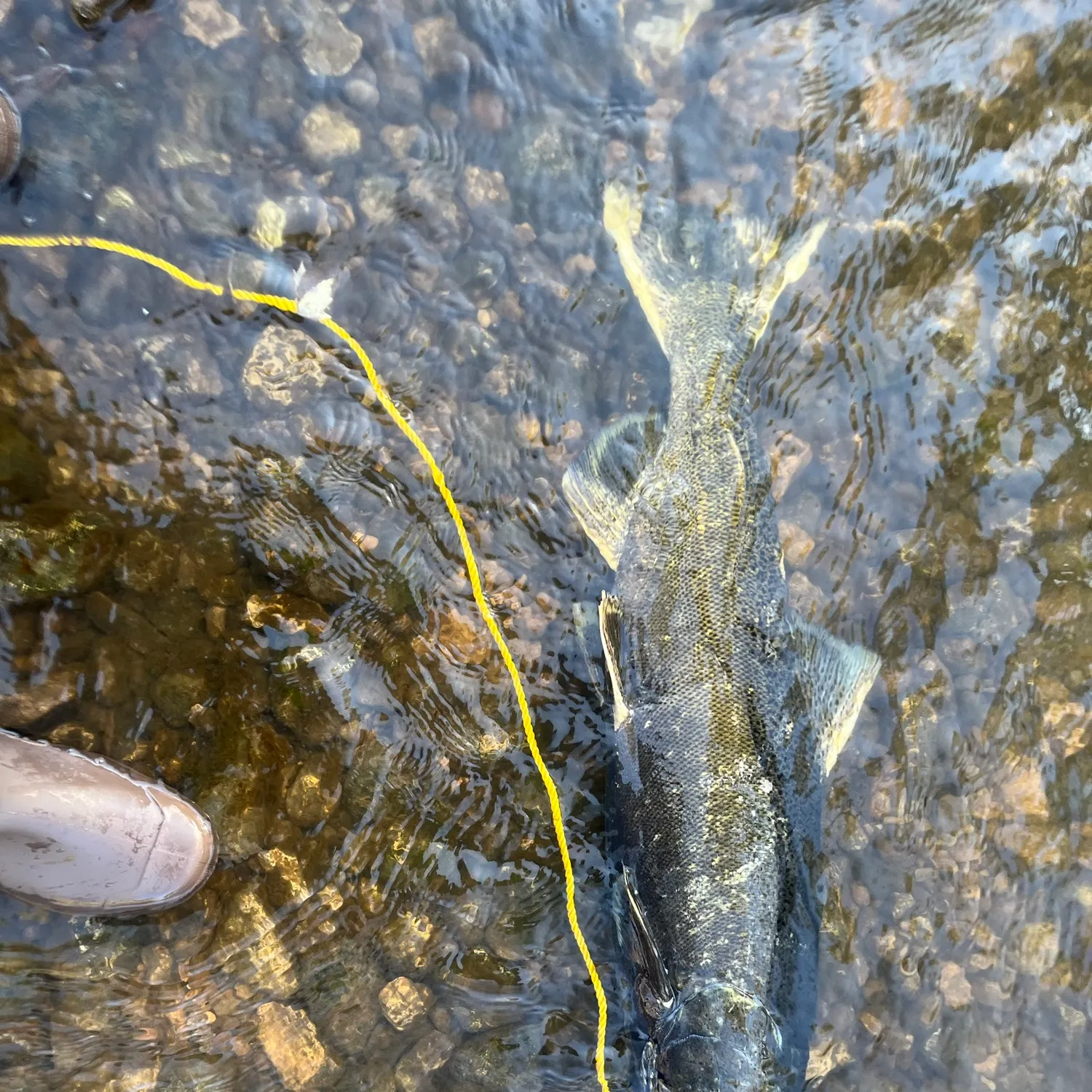 Chinook salmon caught on Fishbrain