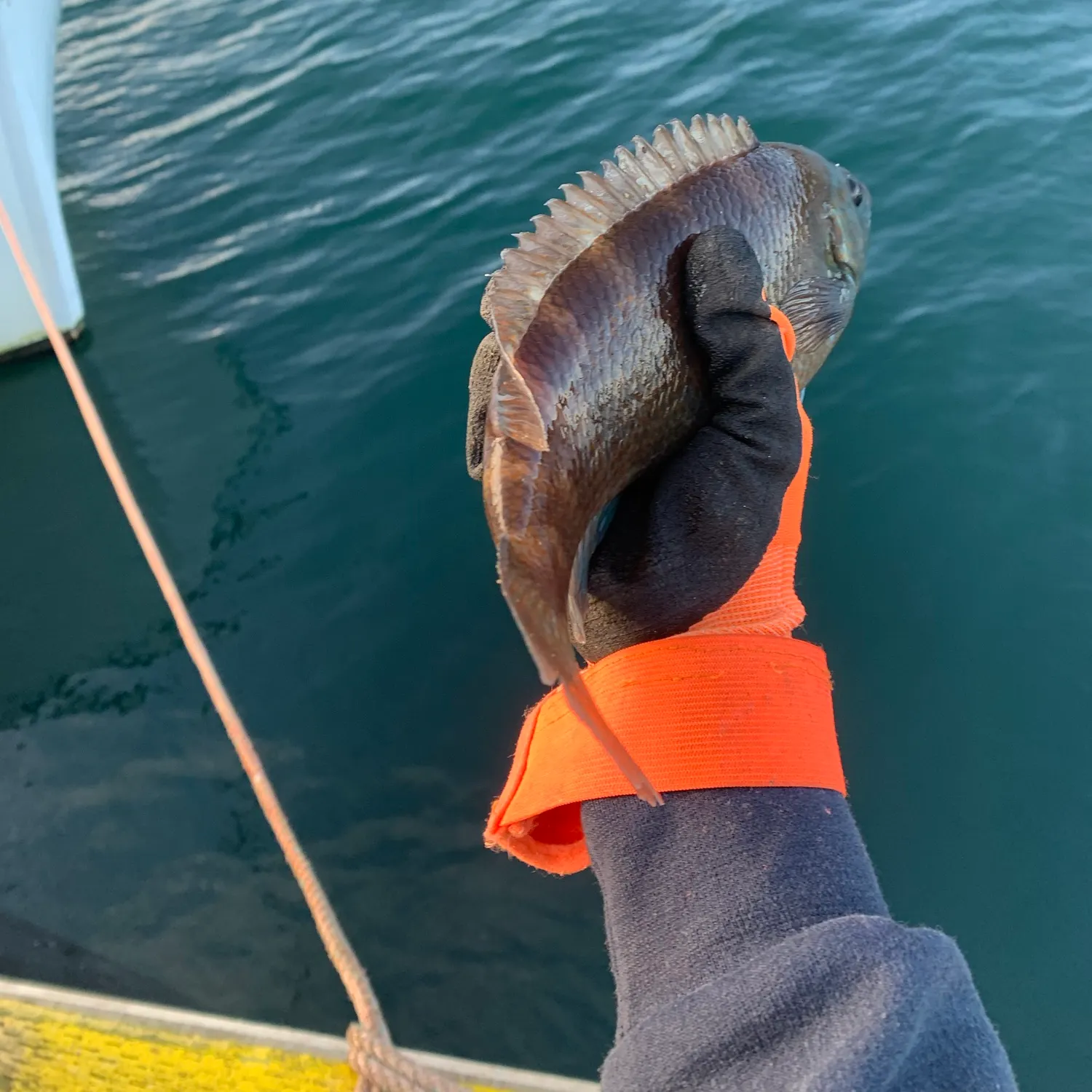 Cunner caught on Fishbrain