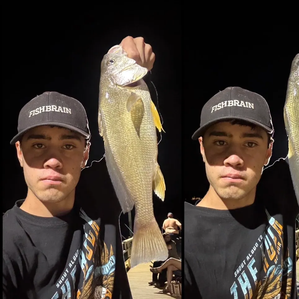 Freshwater drum caught on Fishbrain