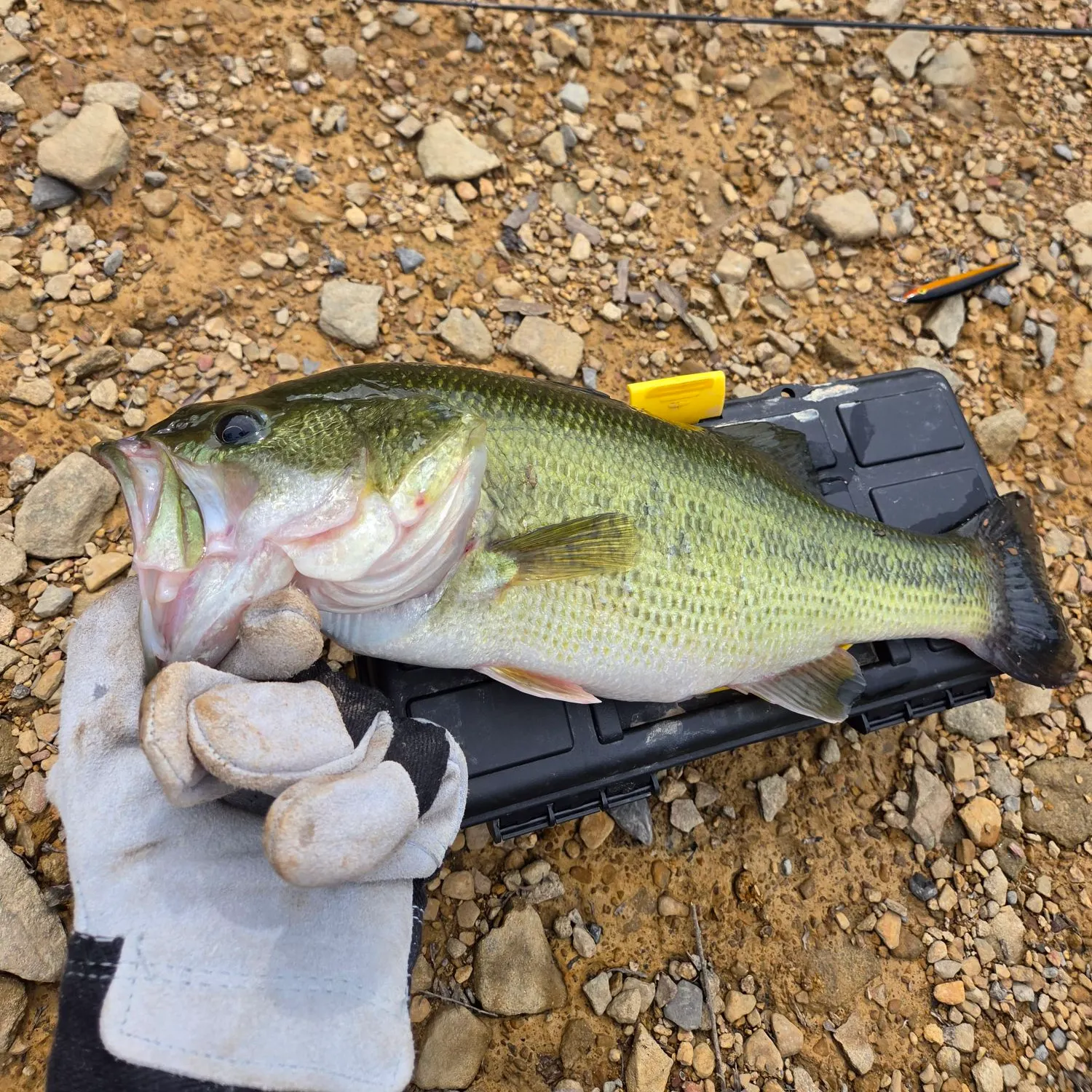 Fish caught on Fishbrain