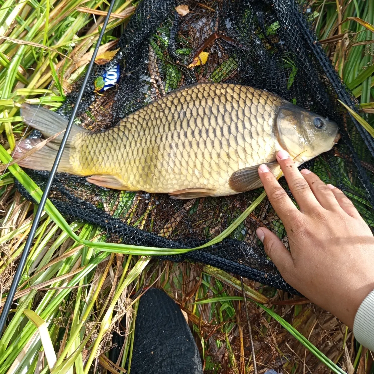 Common carp caught on Fishbrain