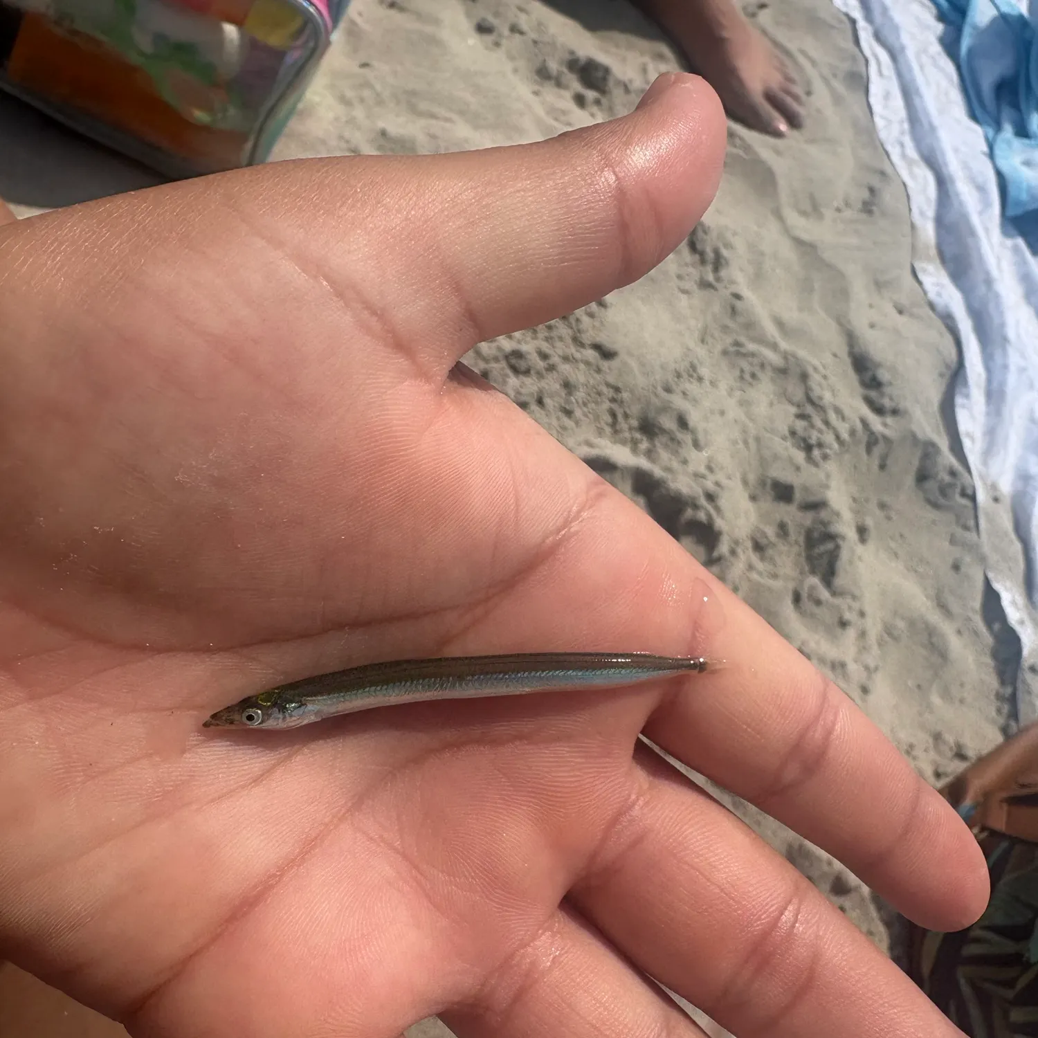 The most recent Pacific sand lance catches on Fishbrain