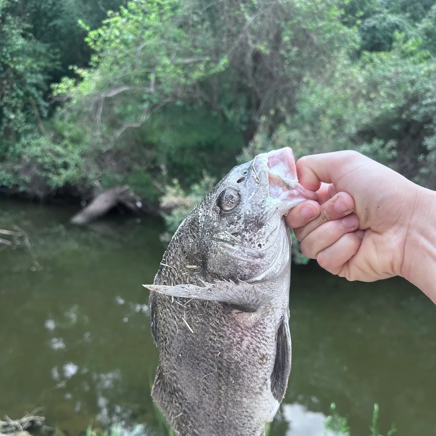 Black drum caught on Fishbrain