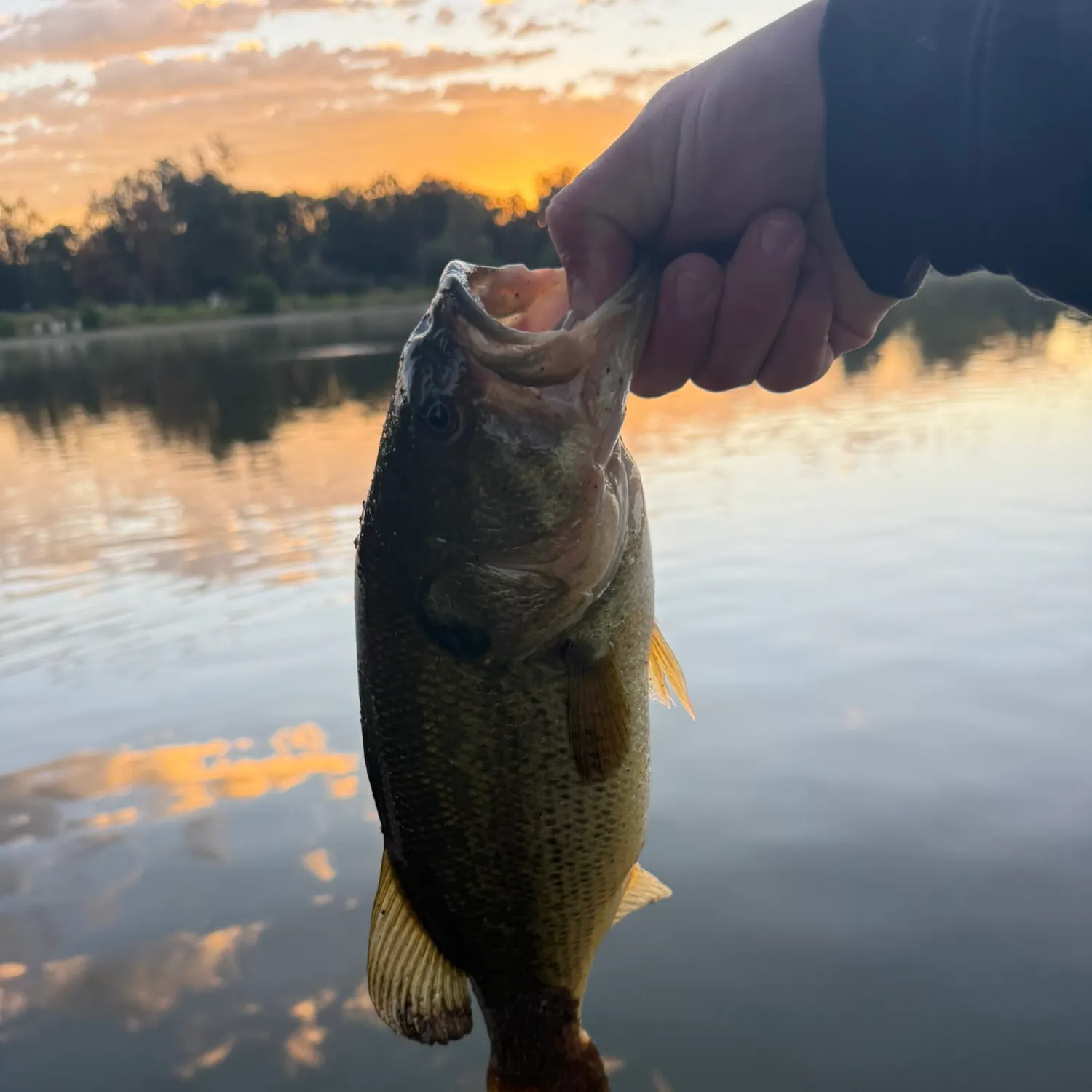 Largemouth bass caught on Fishbrain