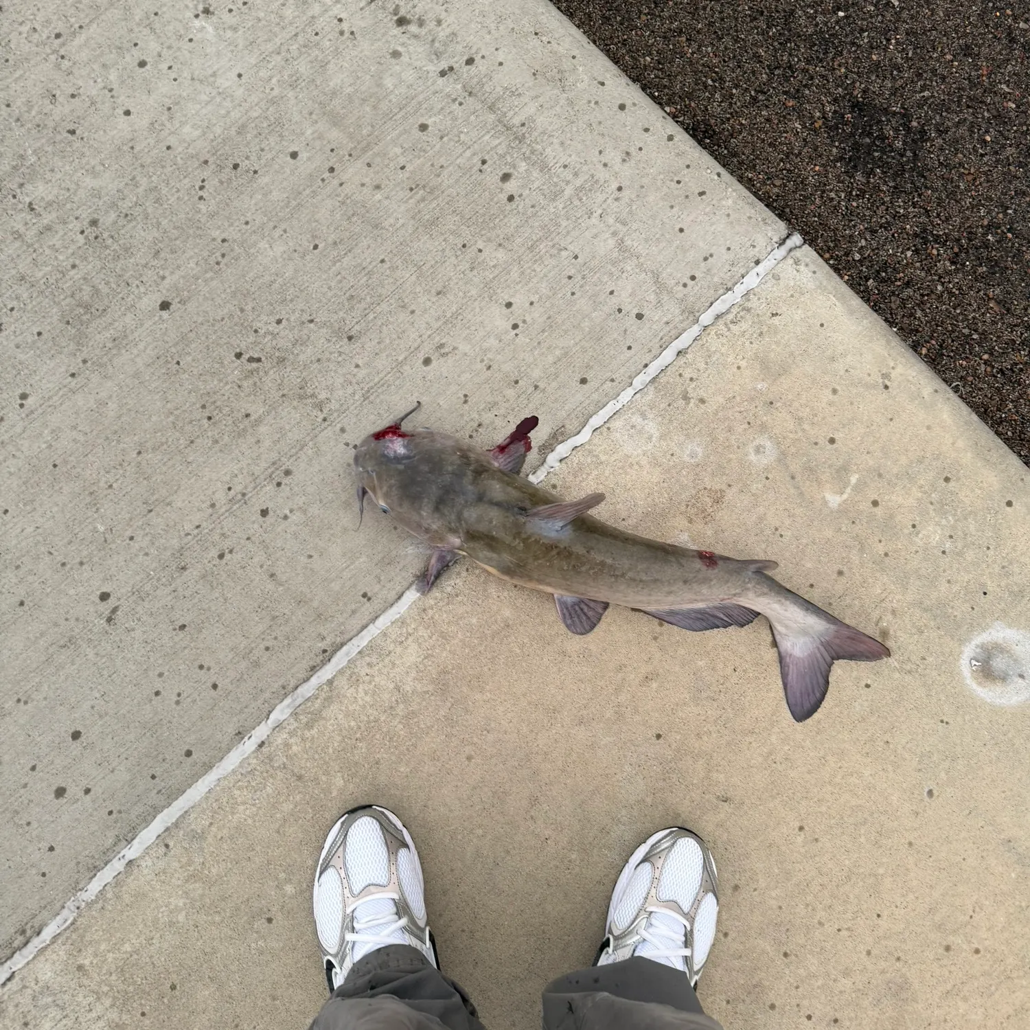 Channel catfish caught on Fishbrain