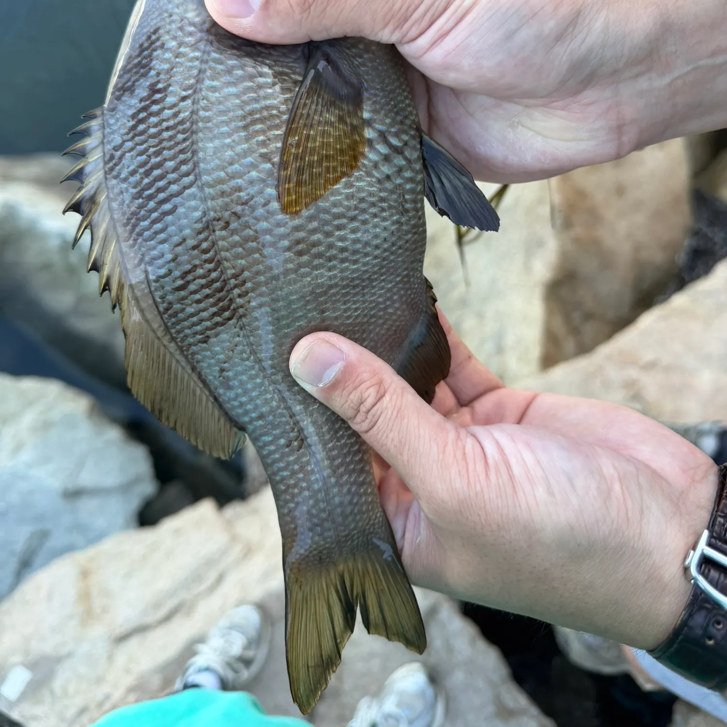 The most recent Striped seaperch catches on Fishbrain