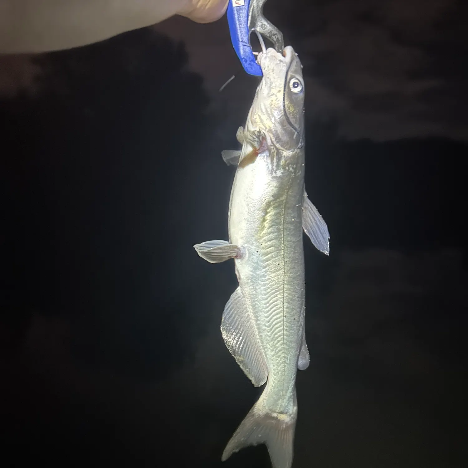 Channel catfish caught on Fishbrain