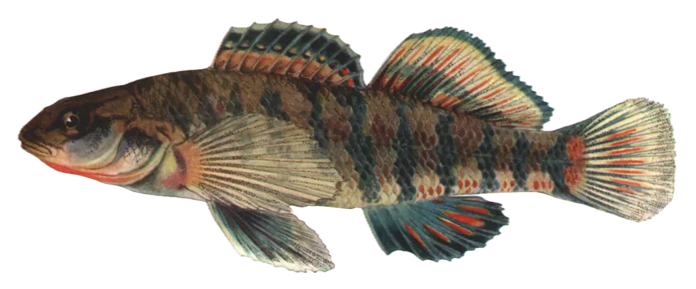 Rainbow darter