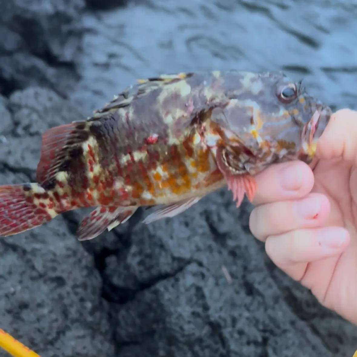 The most recent Stocky hawkfish catches on Fishbrain