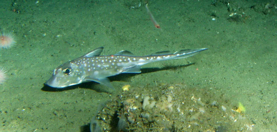 Ratfish