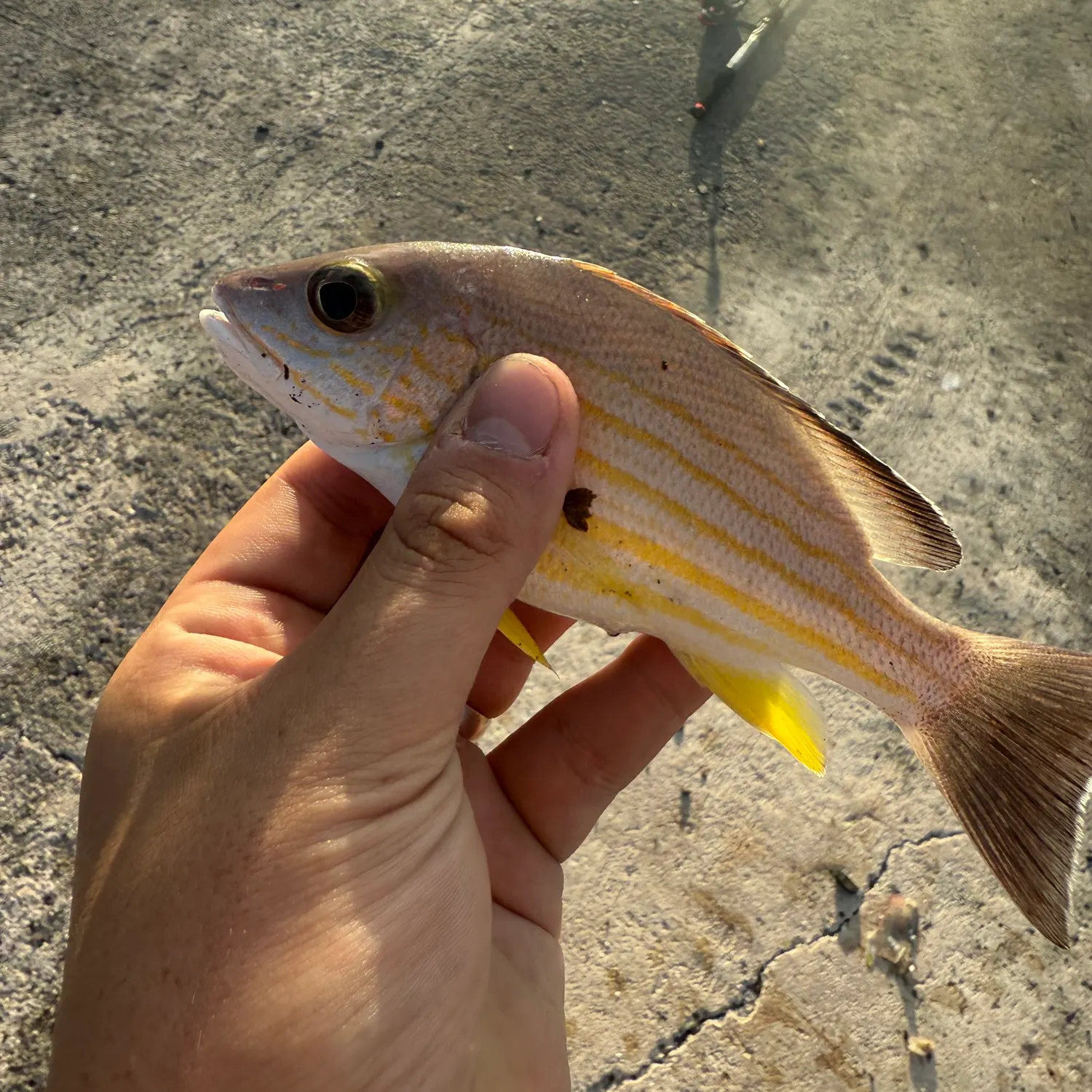 The most recent Spanish flag snapper catches on Fishbrain