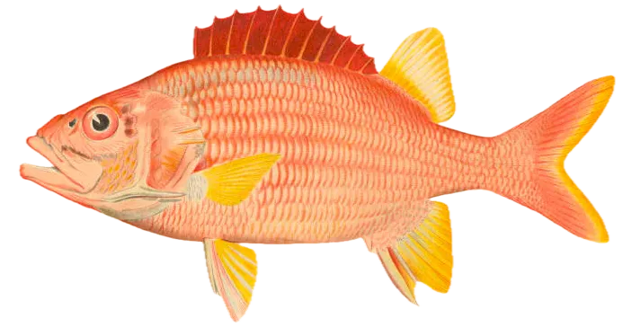 Sabre squirrelfish