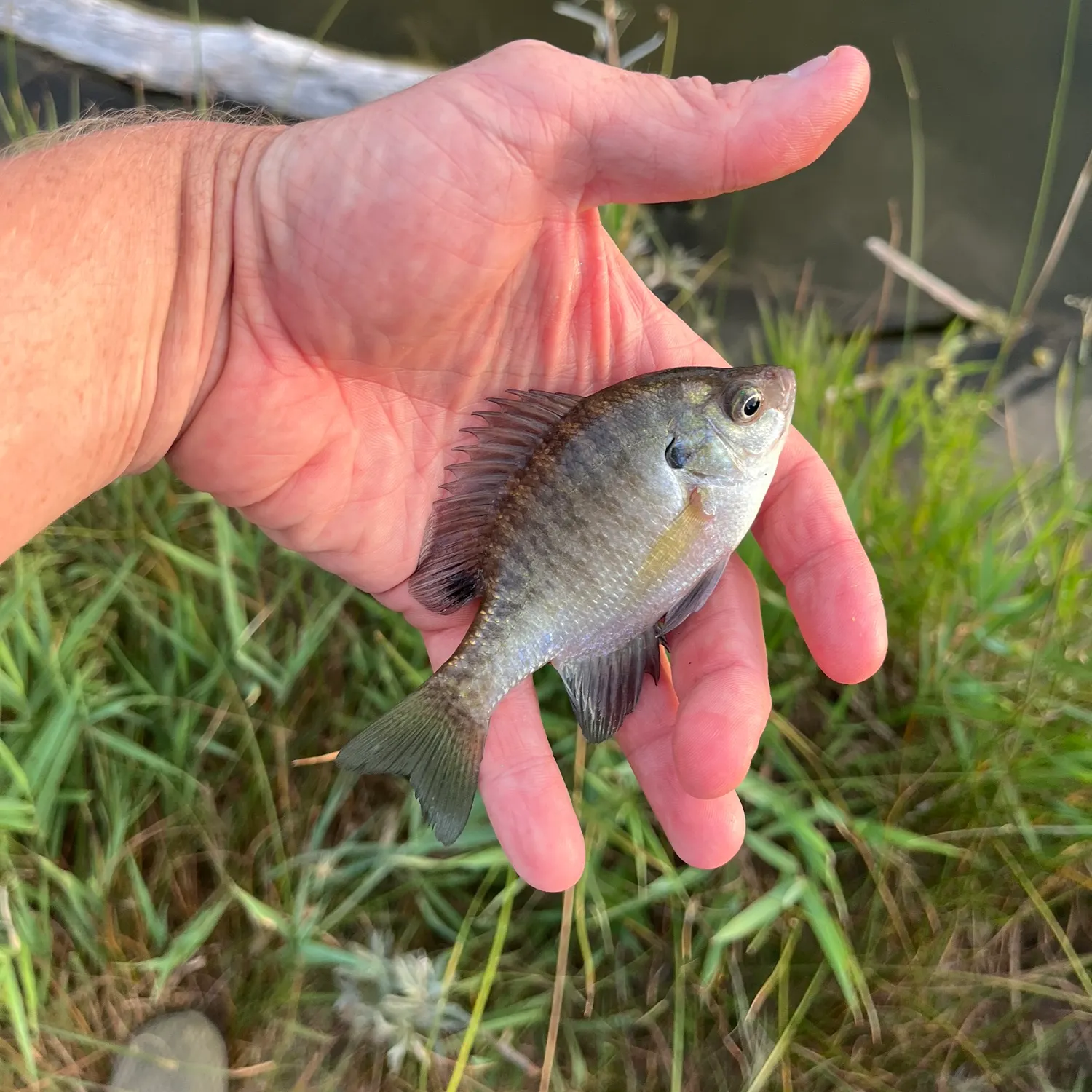 Bluegill caught on Fishbrain