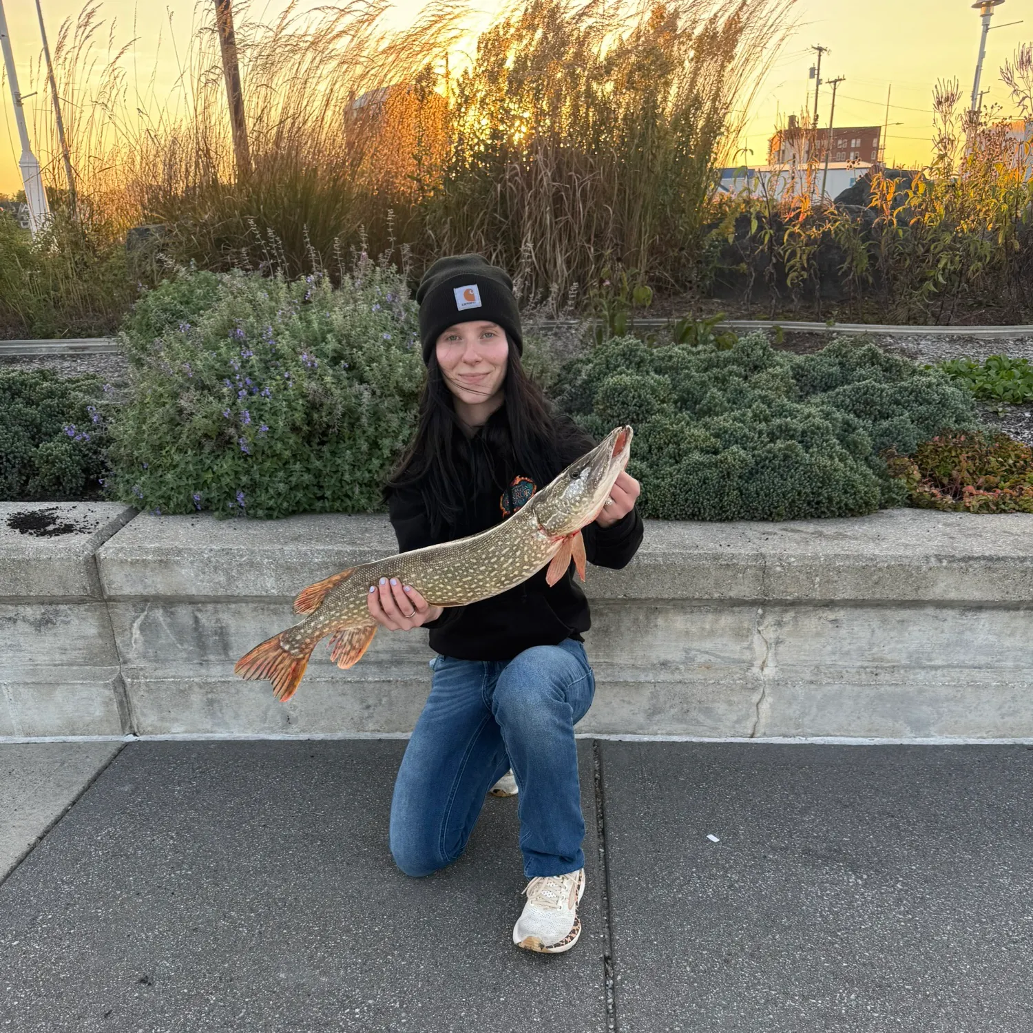 Northern pike caught on Fishbrain