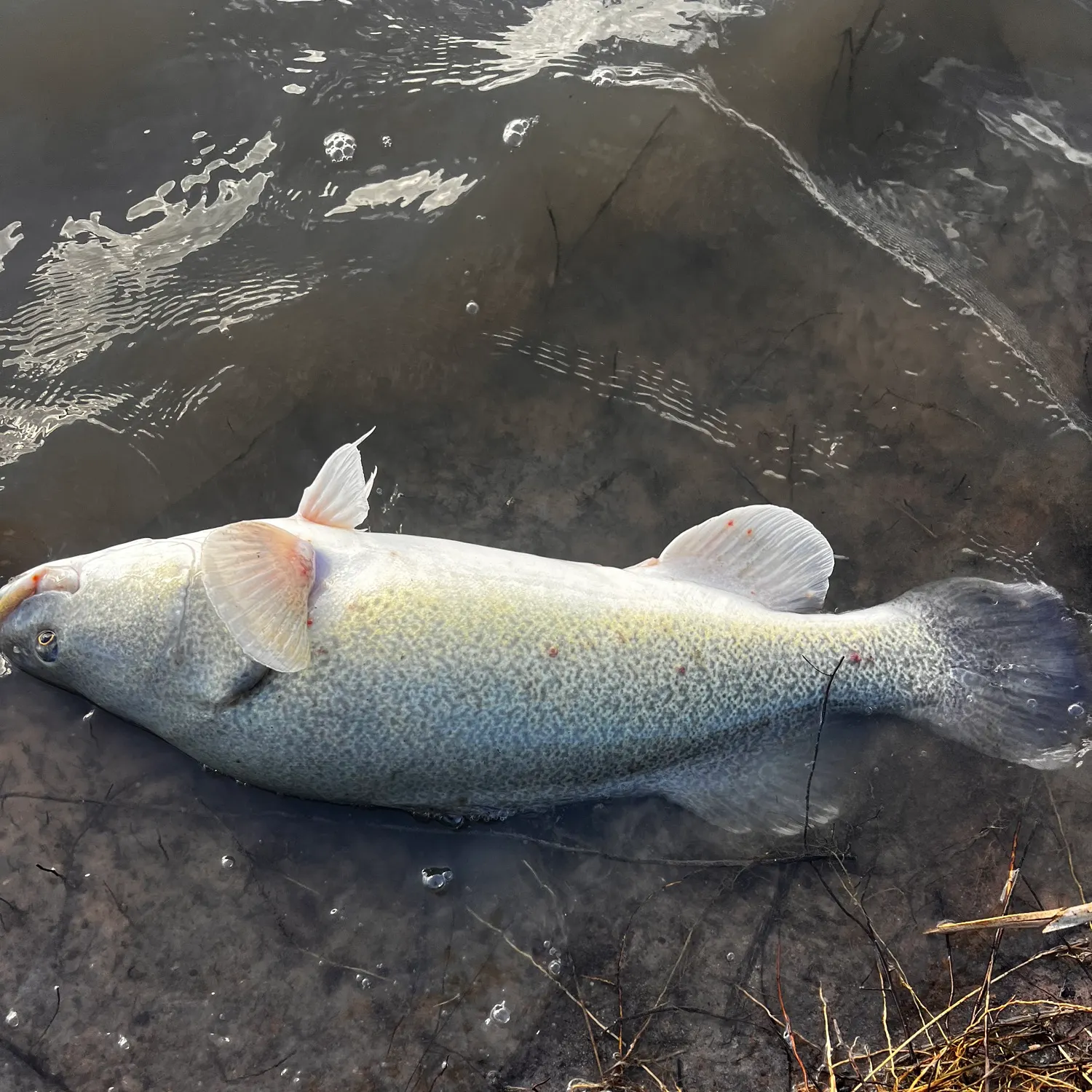 The most recent Murray cod catches on Fishbrain