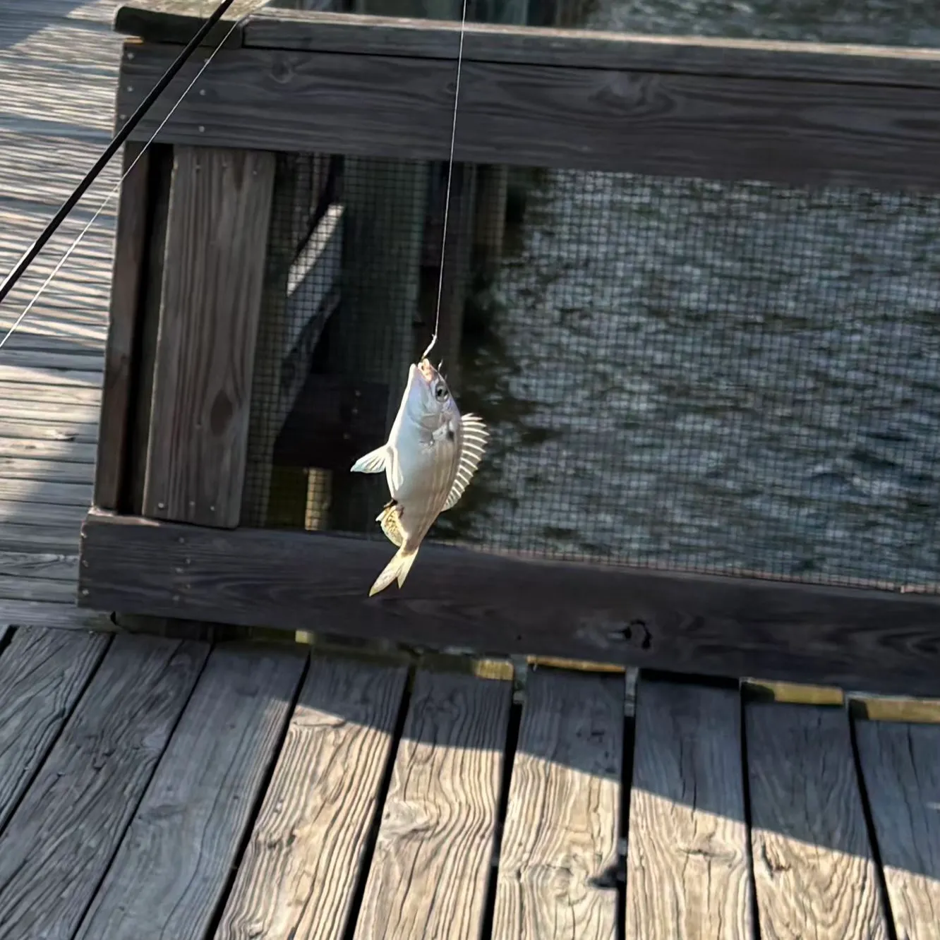 Pinfish caught on Fishbrain