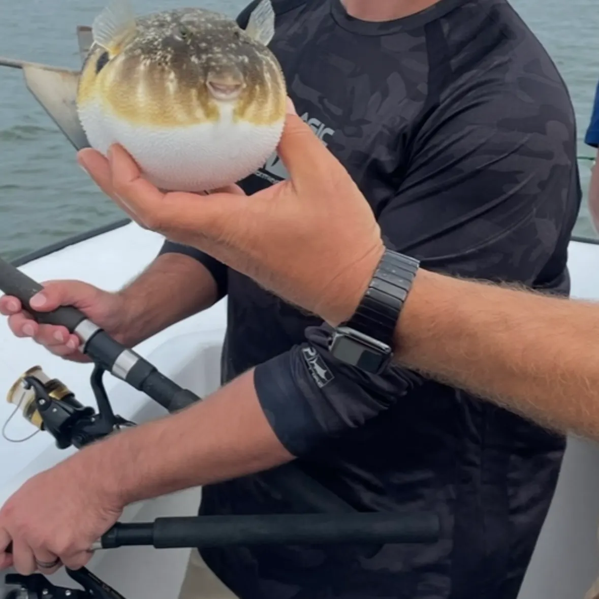 The most recent Northern puffer catches on Fishbrain