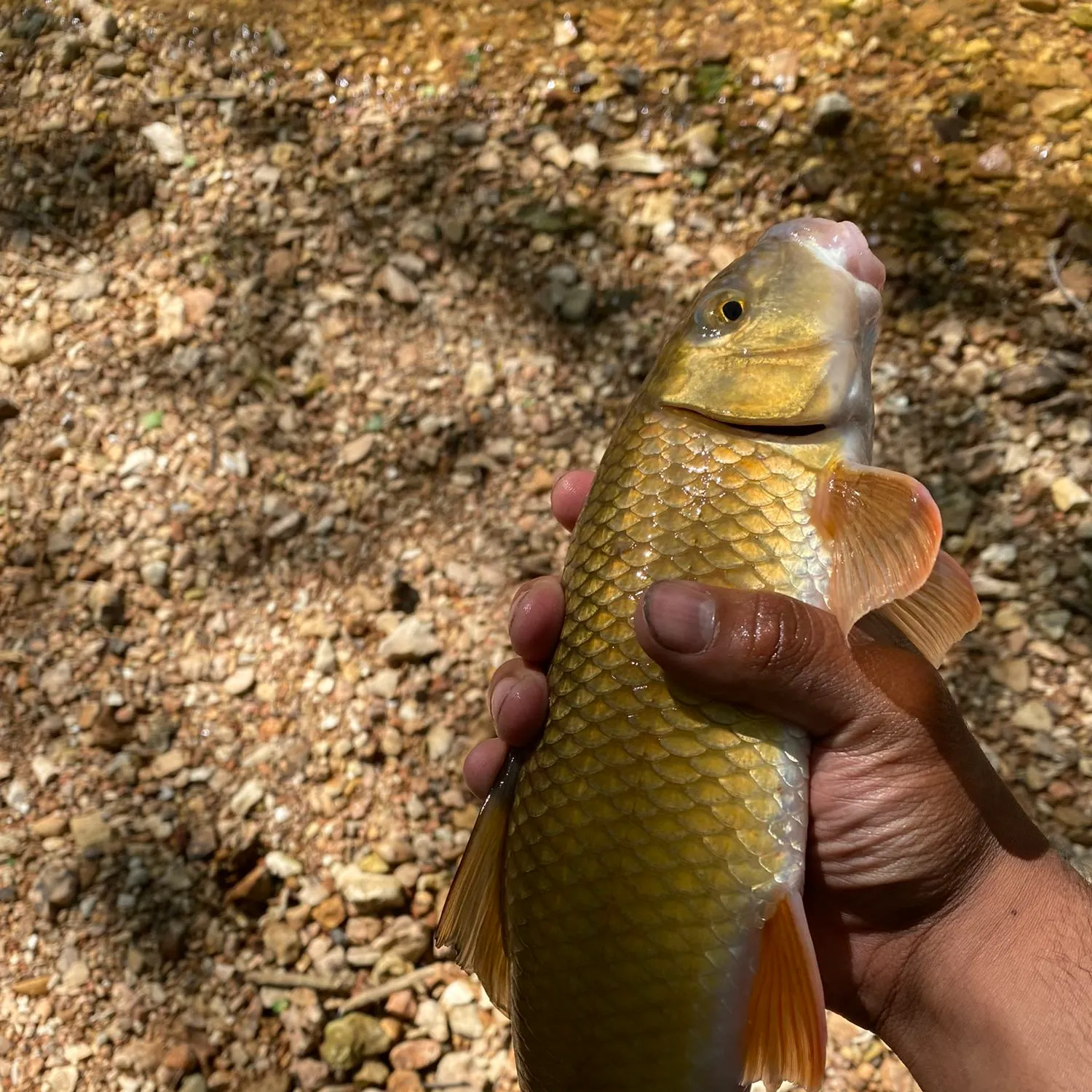 angler catch