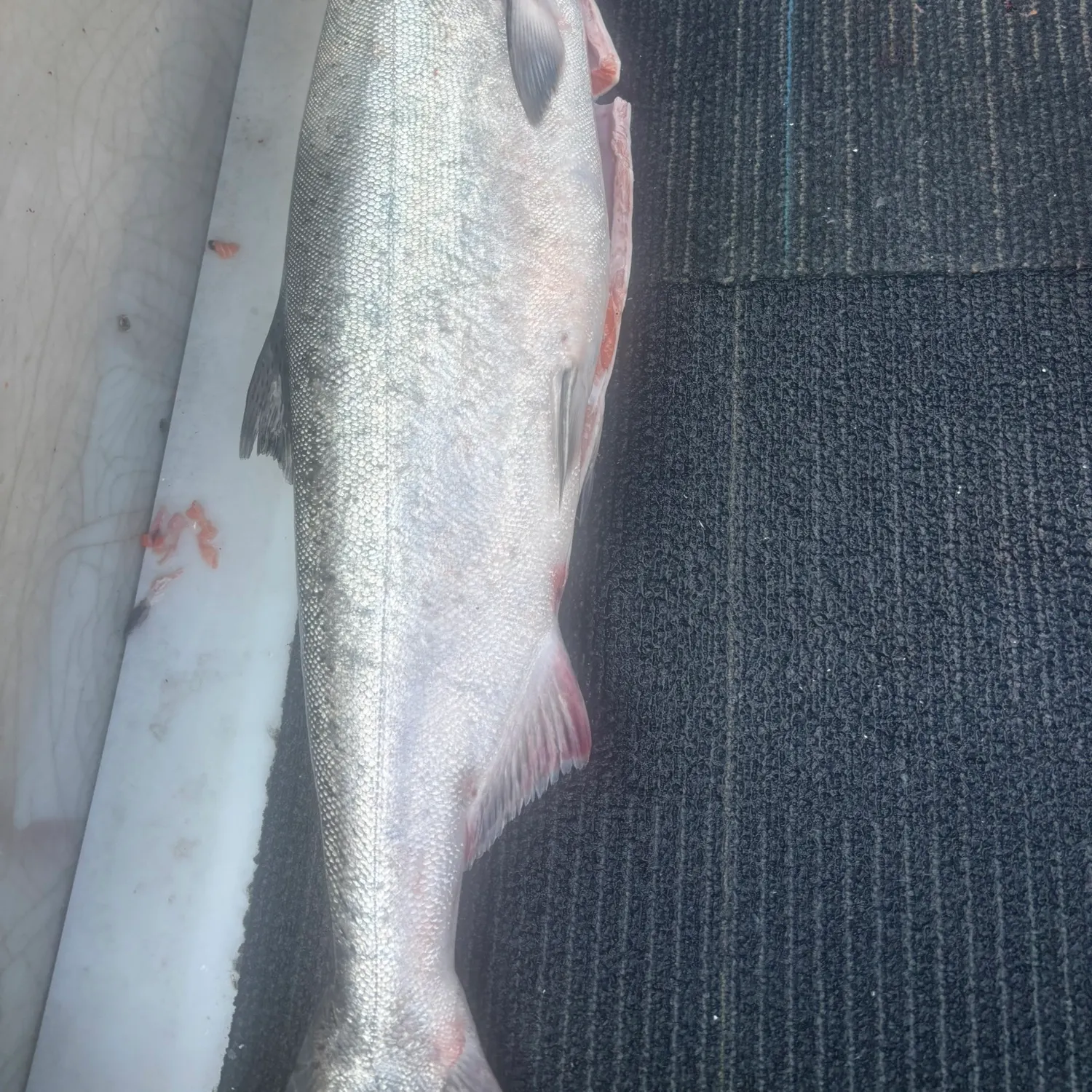 Chinook salmon caught on Fishbrain