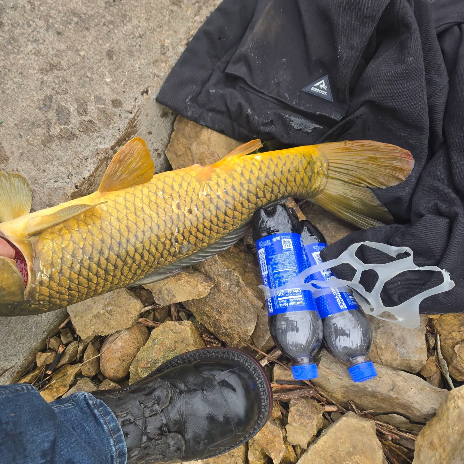 Common carp caught on Fishbrain