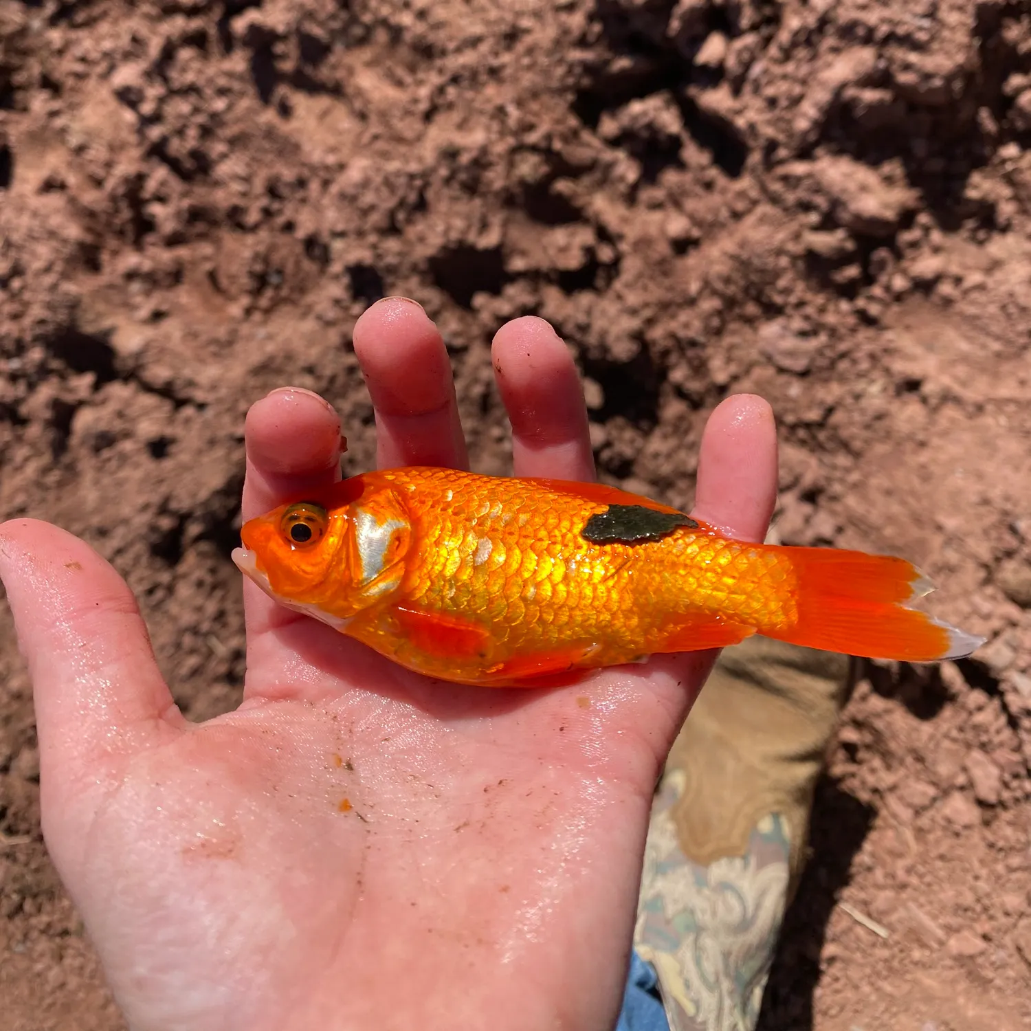 The most recent Goldfish catches on Fishbrain