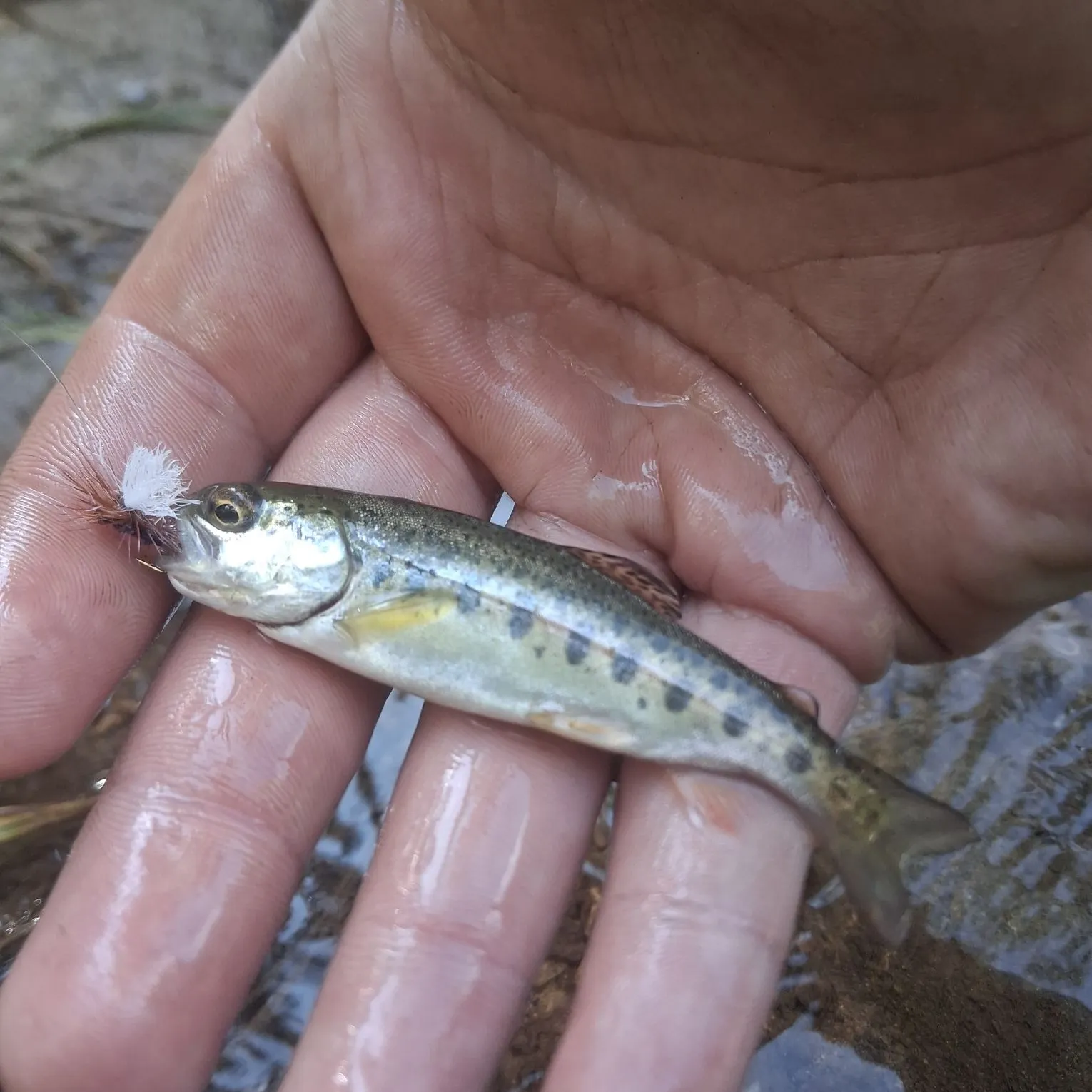 Rainbow trout caught on Fishbrain