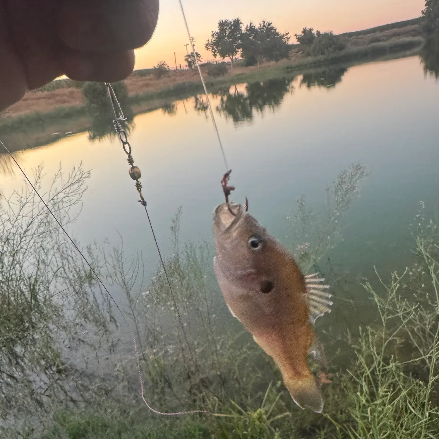 Bluegill caught on Fishbrain
