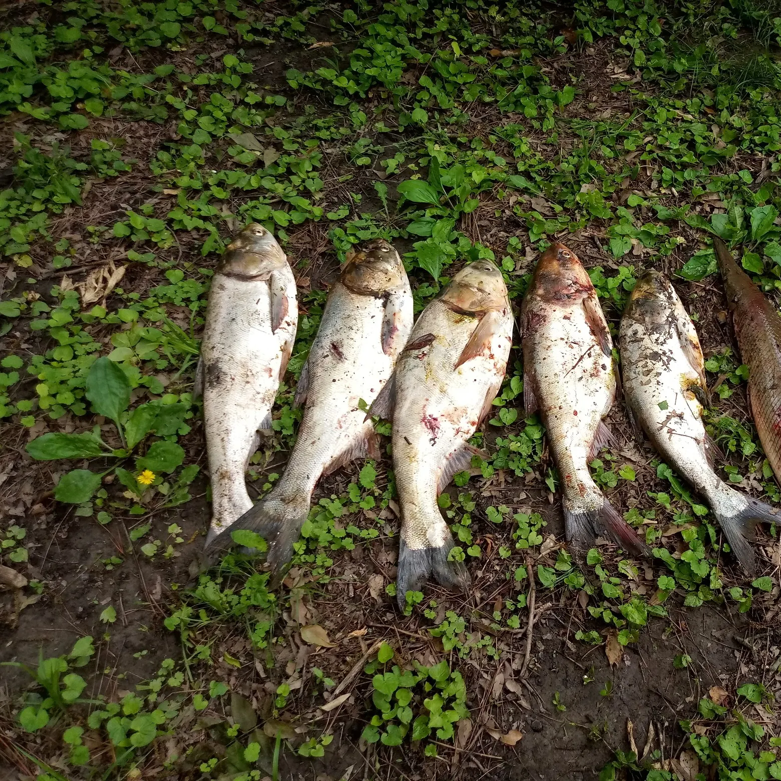 recently logged catches