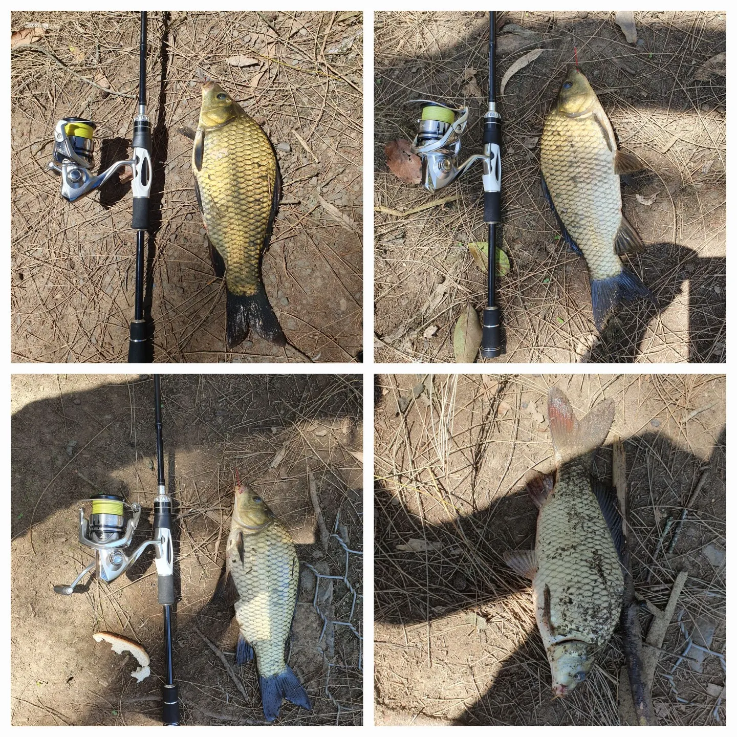 recently logged catches