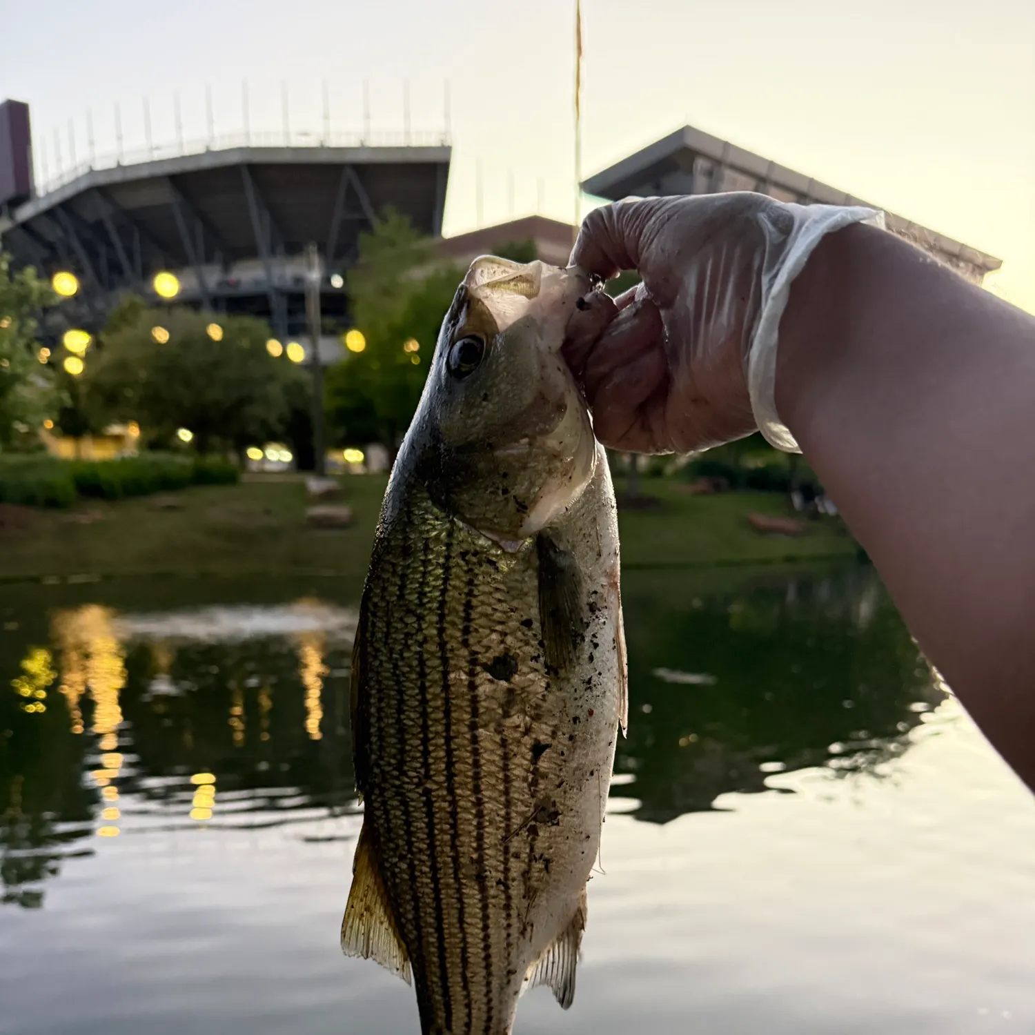 The most recent Hybrid striped bass catches on Fishbrain