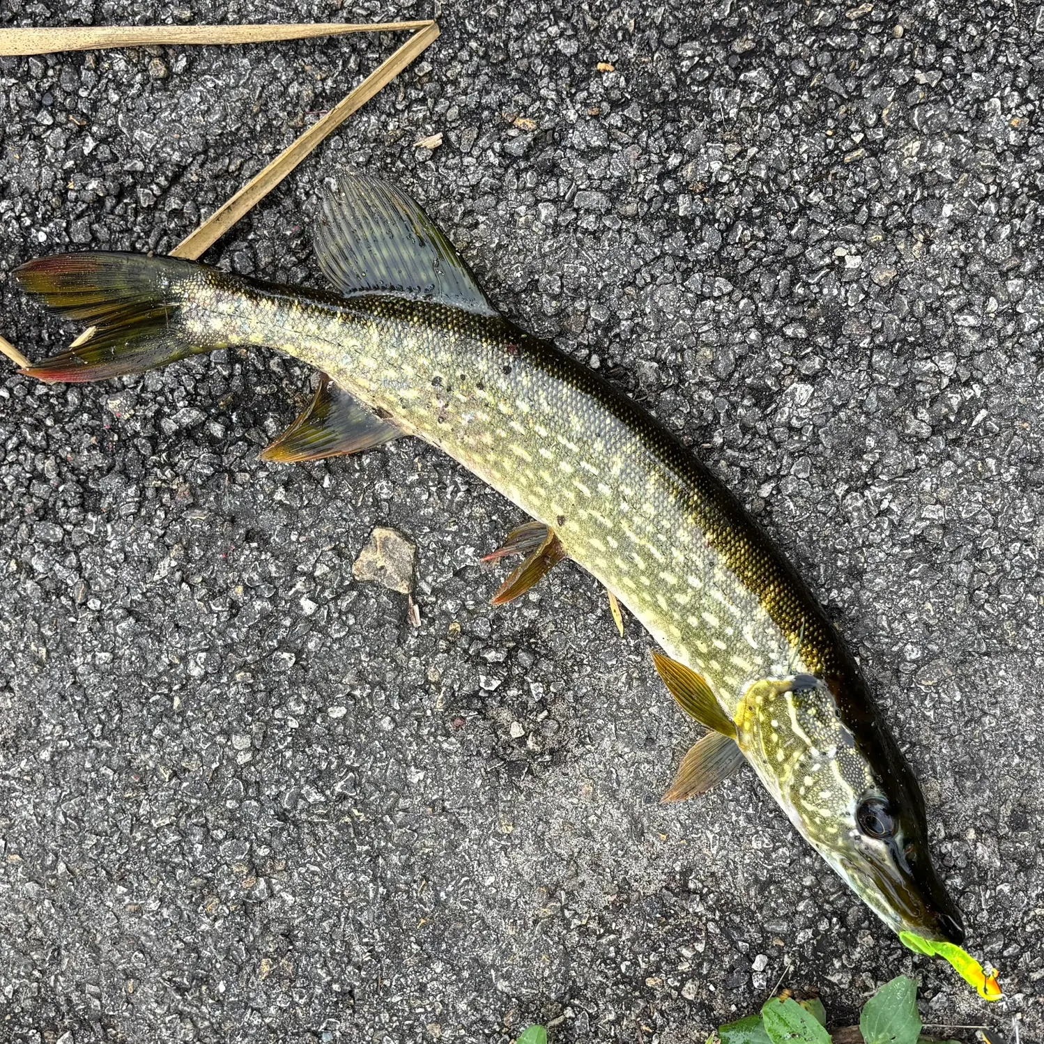 Northern pike caught on Fishbrain