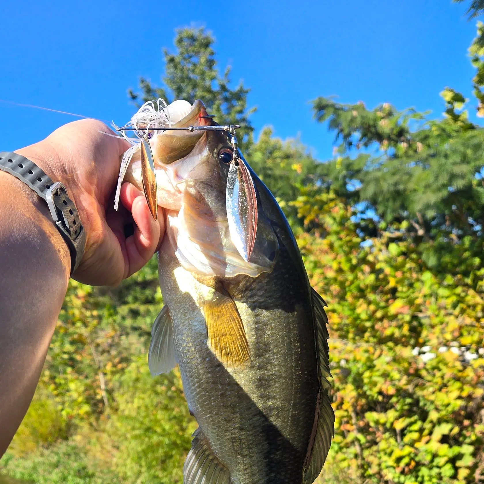 Largemouth bass caught on Fishbrain