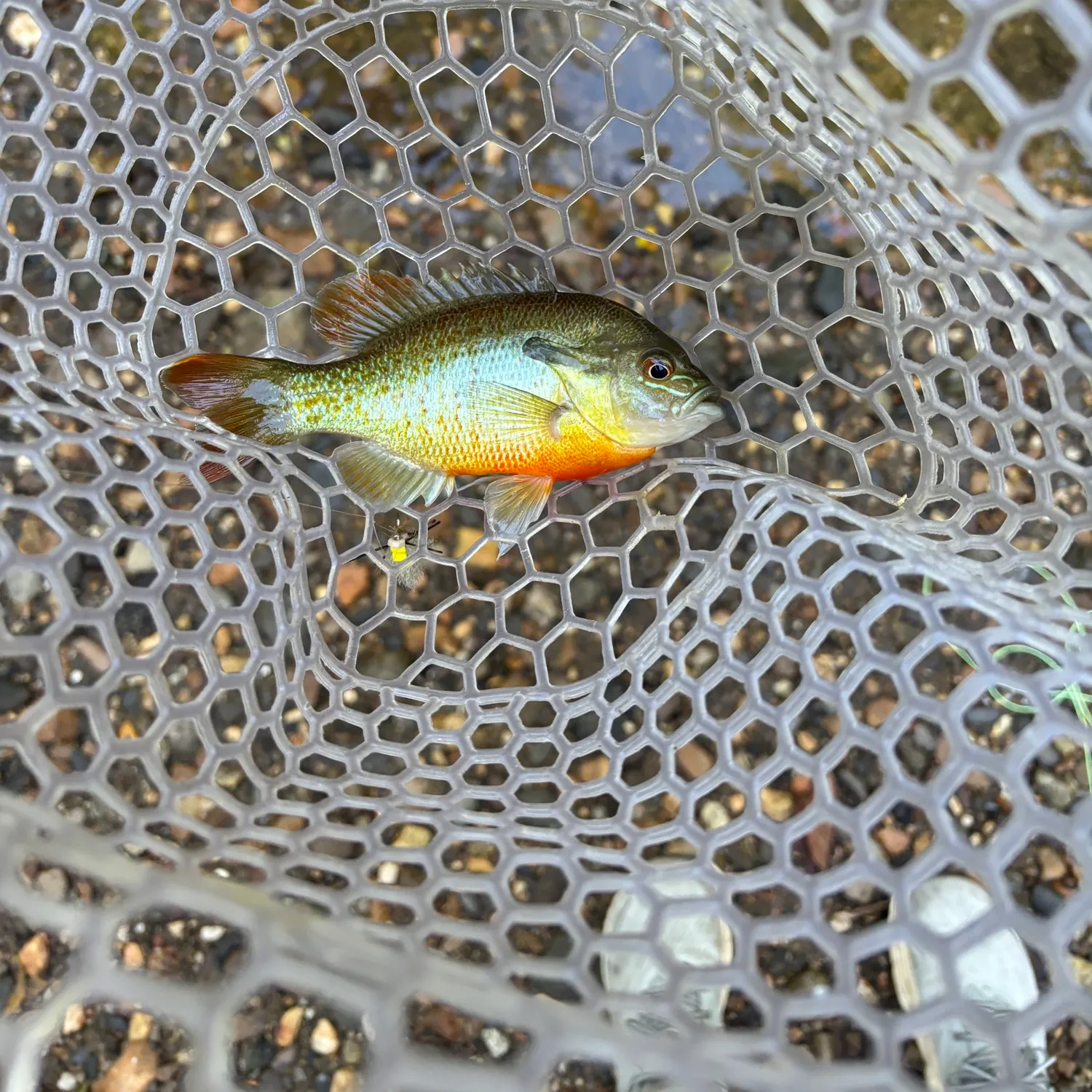 Redbreast sunfish caught on Fishbrain