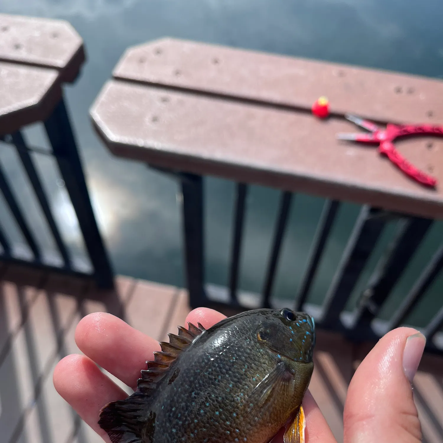 The most popular recent Bluespotted sunfish catch on Fishbrain