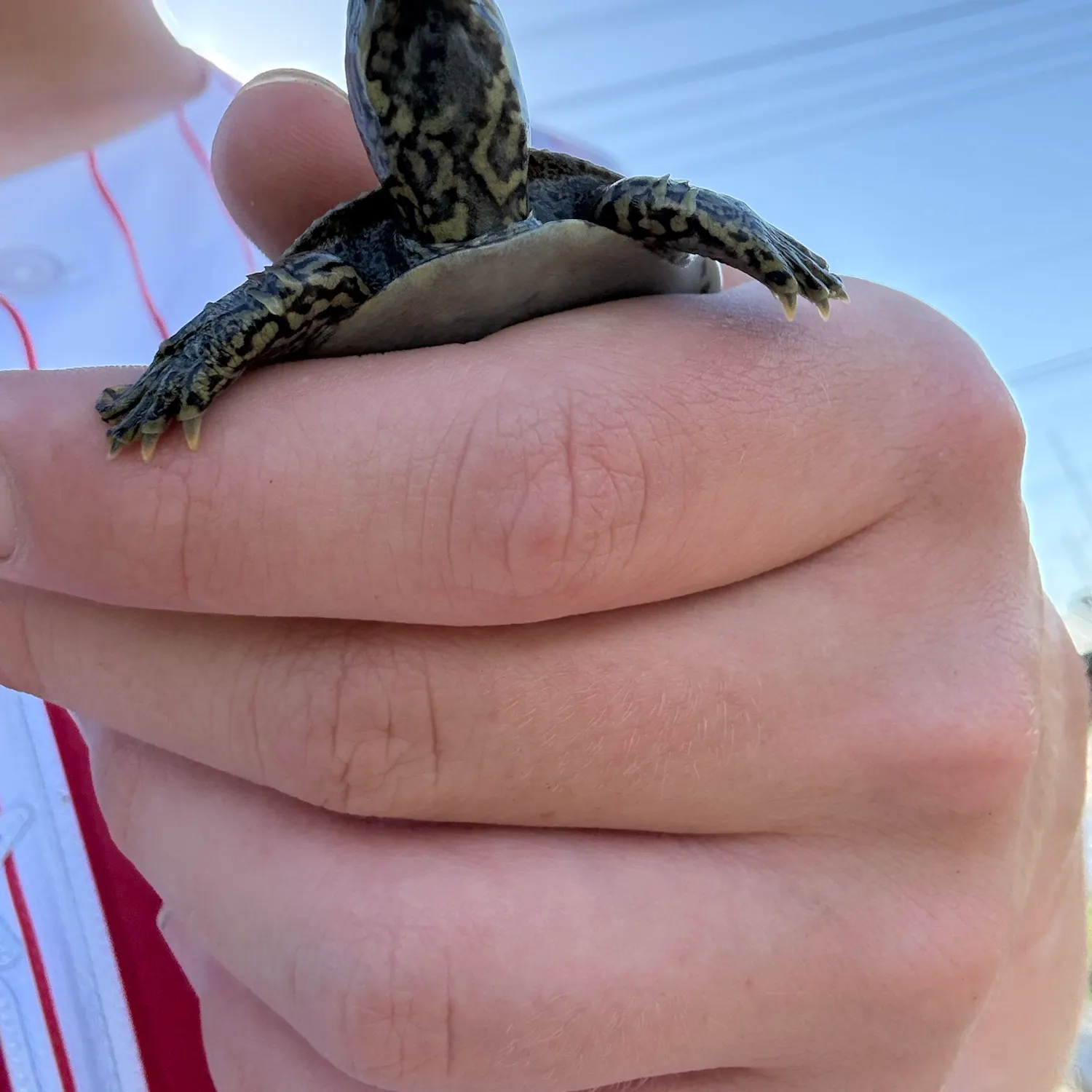 Spiny softshell turtle caught on Fishbrain