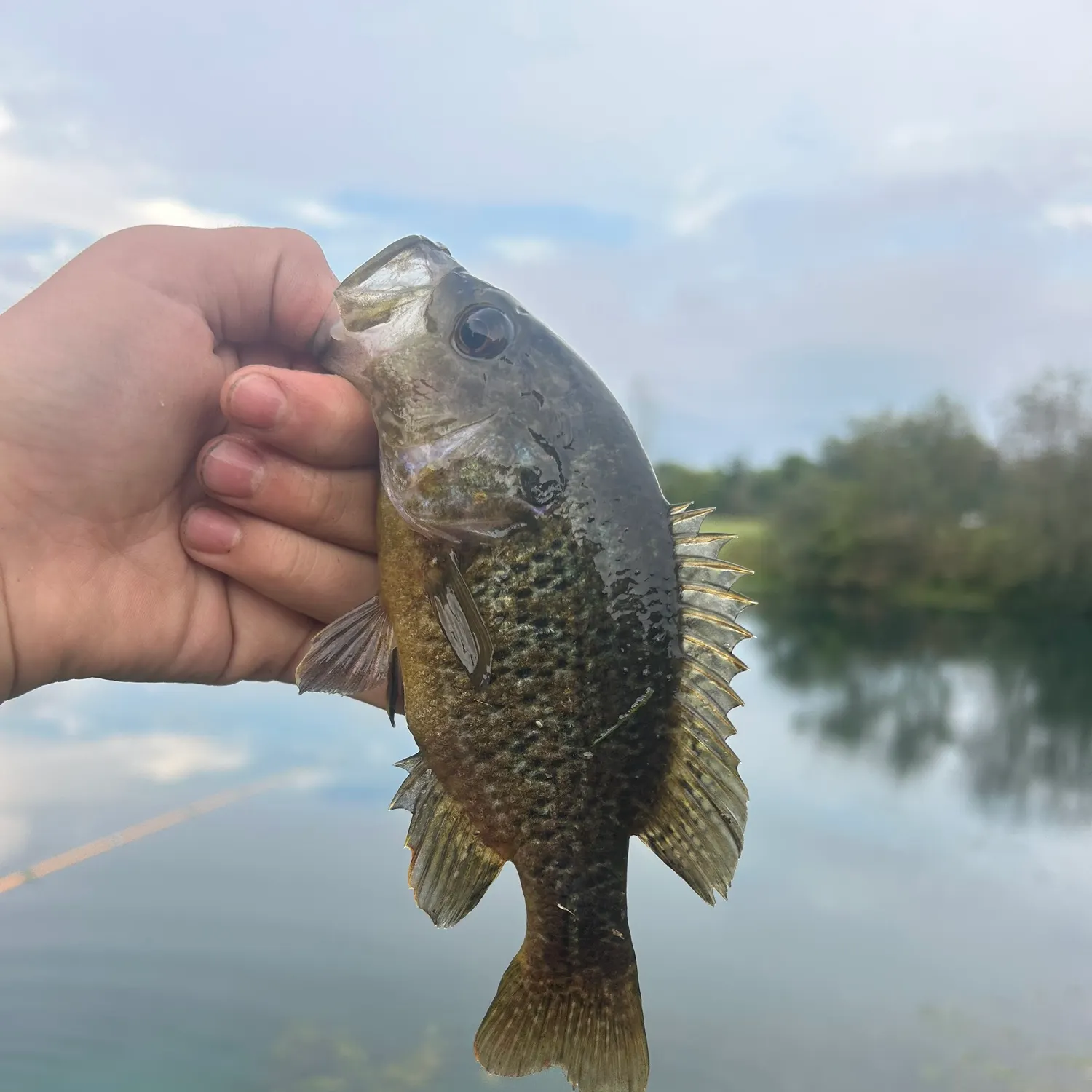 Warmouth caught on Fishbrain