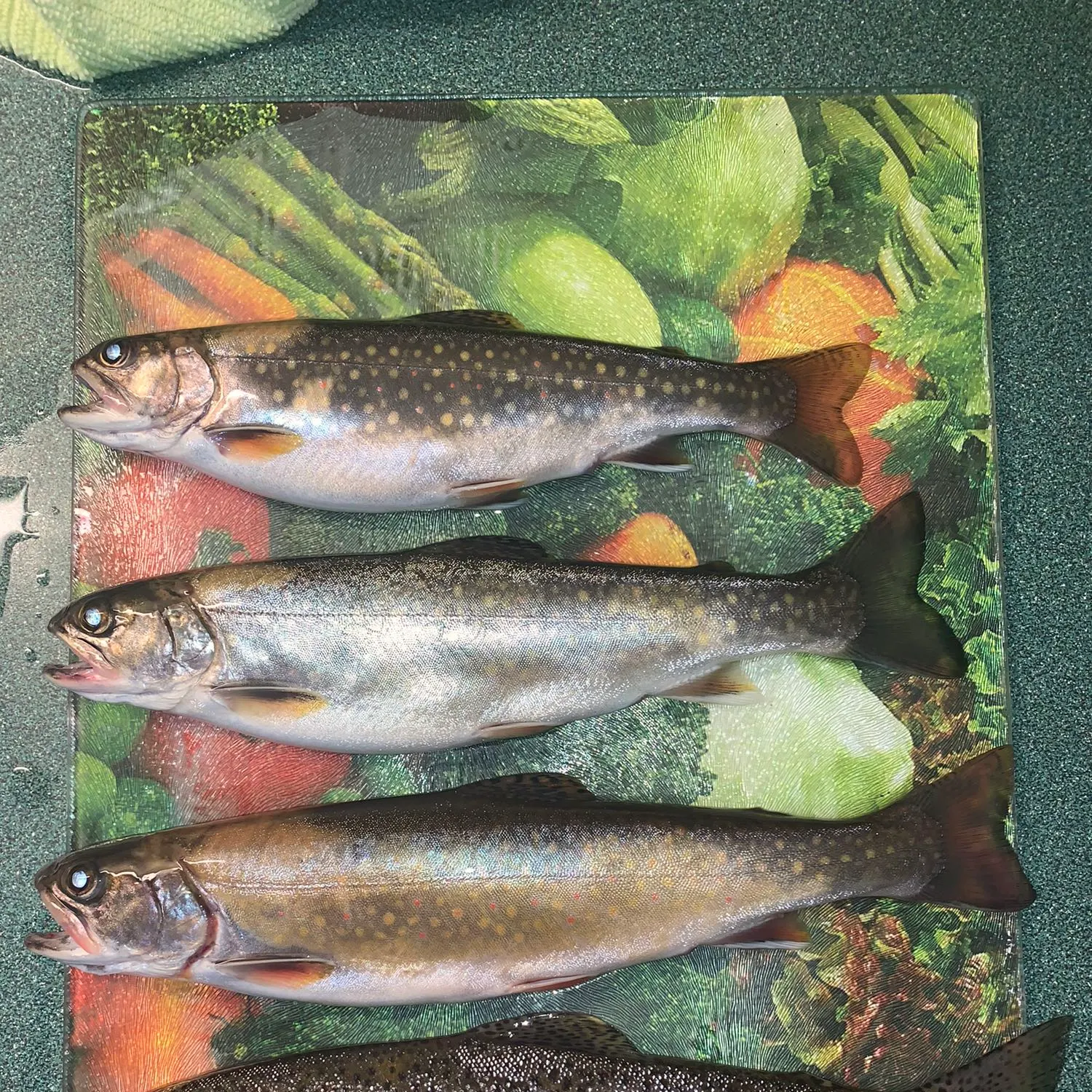 recently logged catches