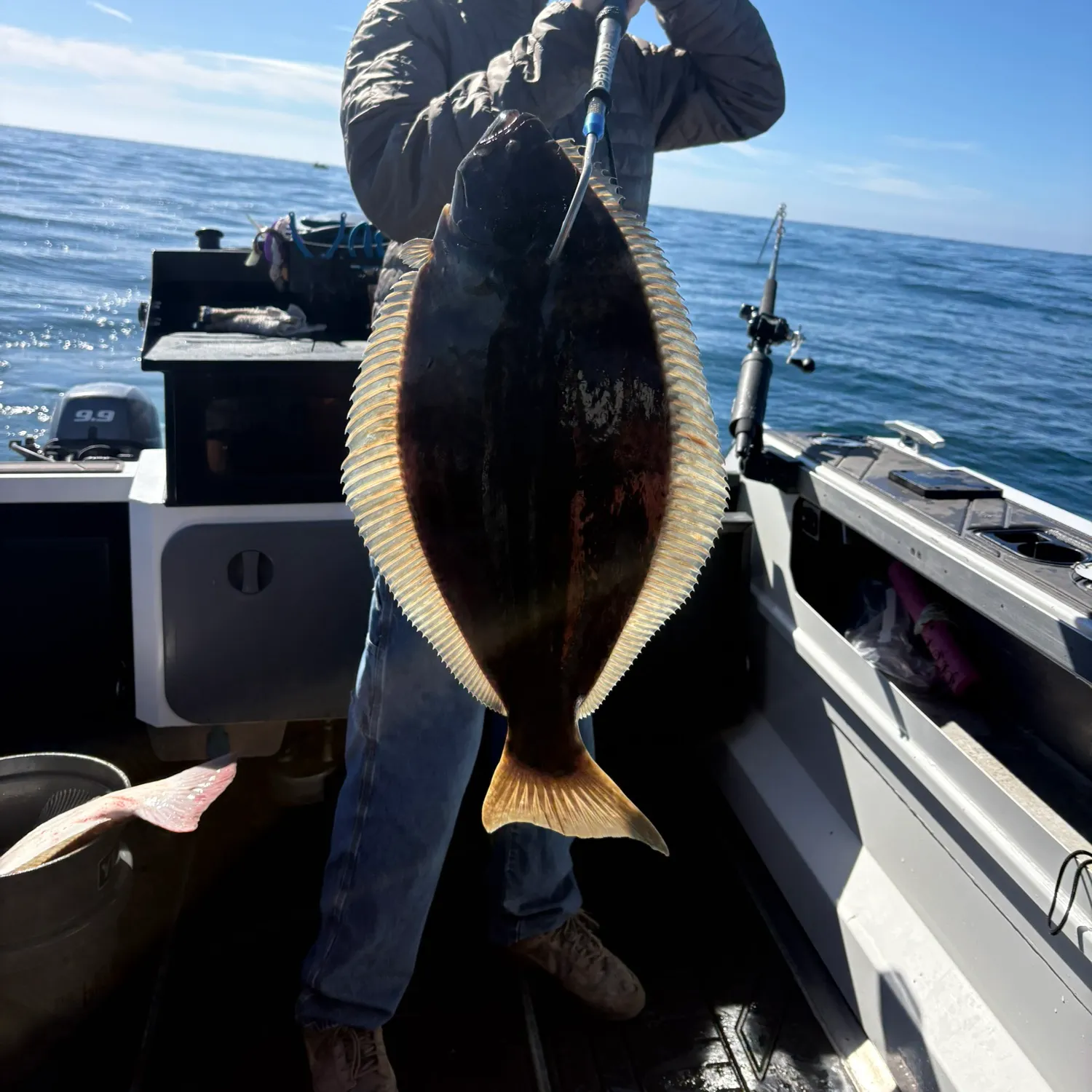 California halibut caught on Fishbrain