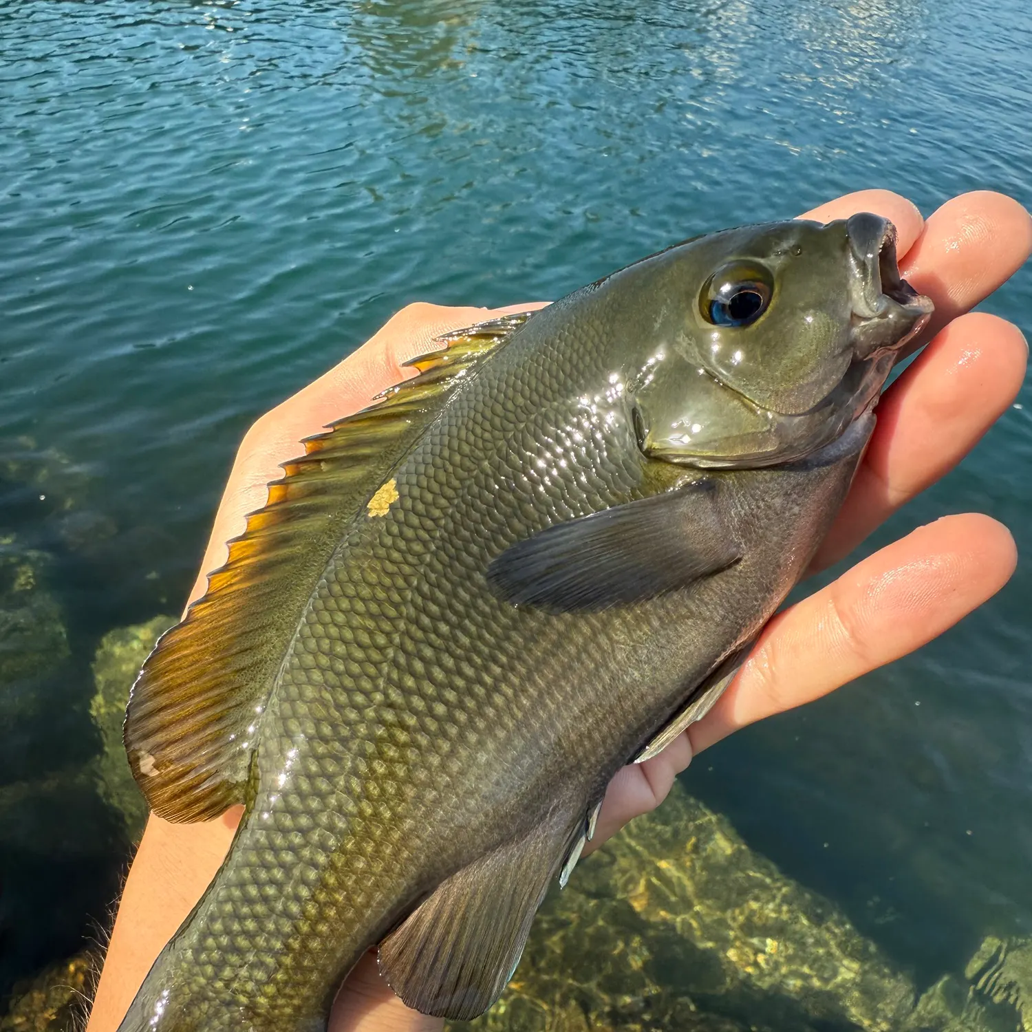 Opaleye caught on Fishbrain