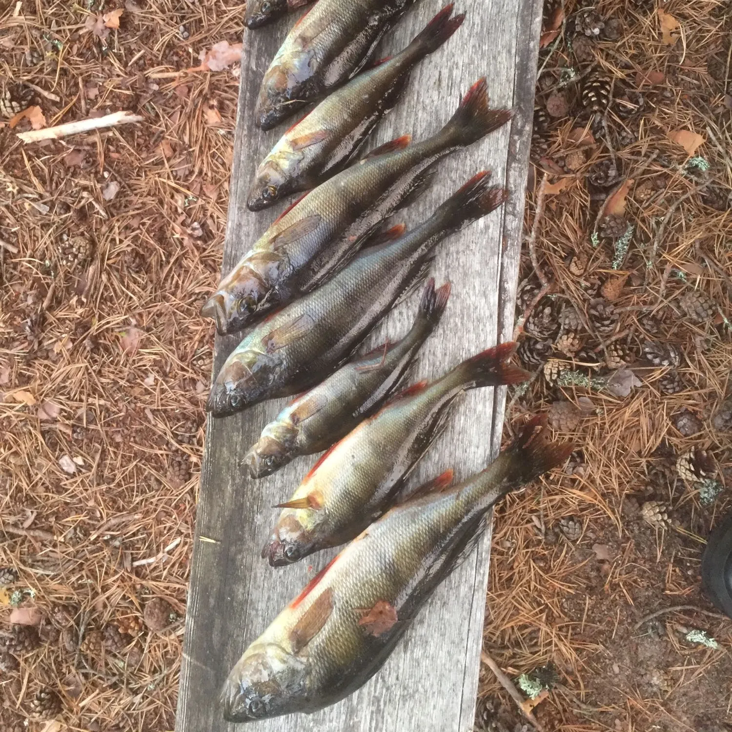 recently logged catches