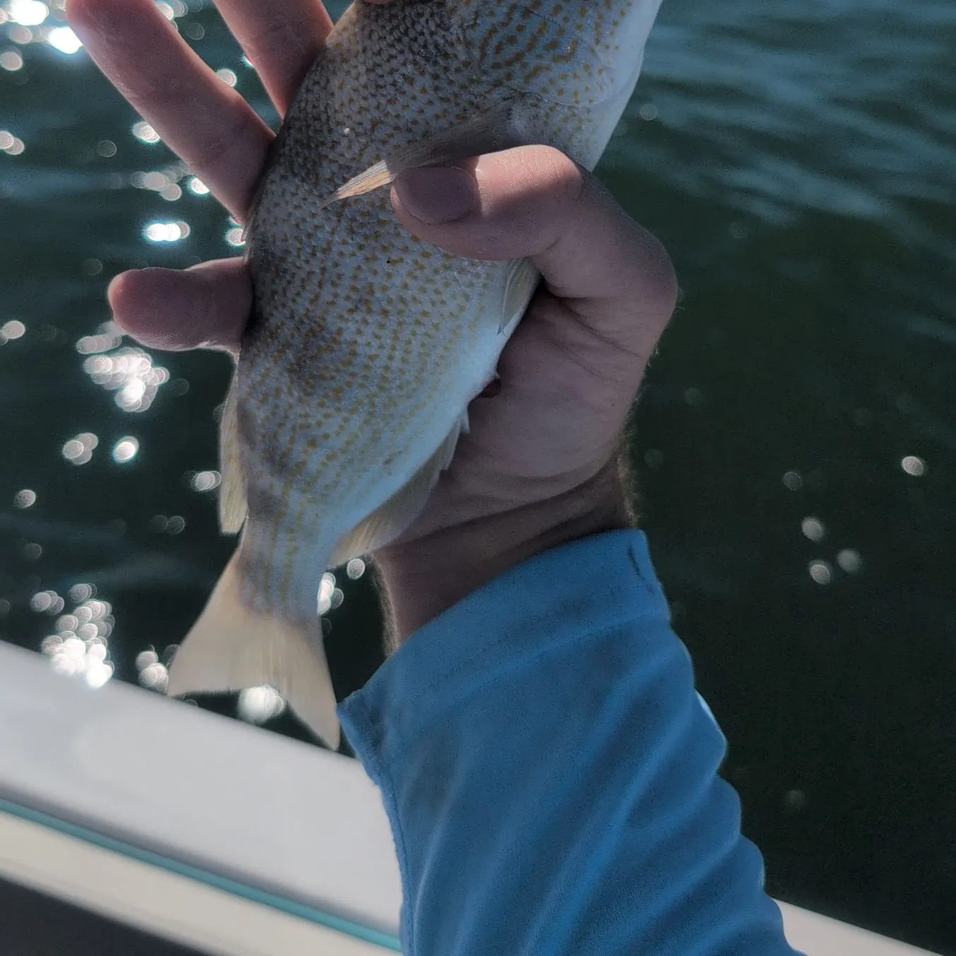 The most recent Mutton snapper catches on Fishbrain